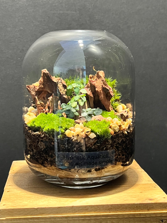 Terrarium 186