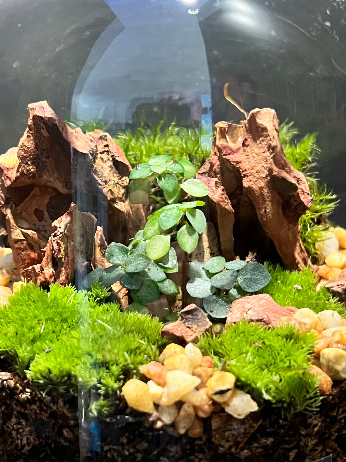 Terrarium 186