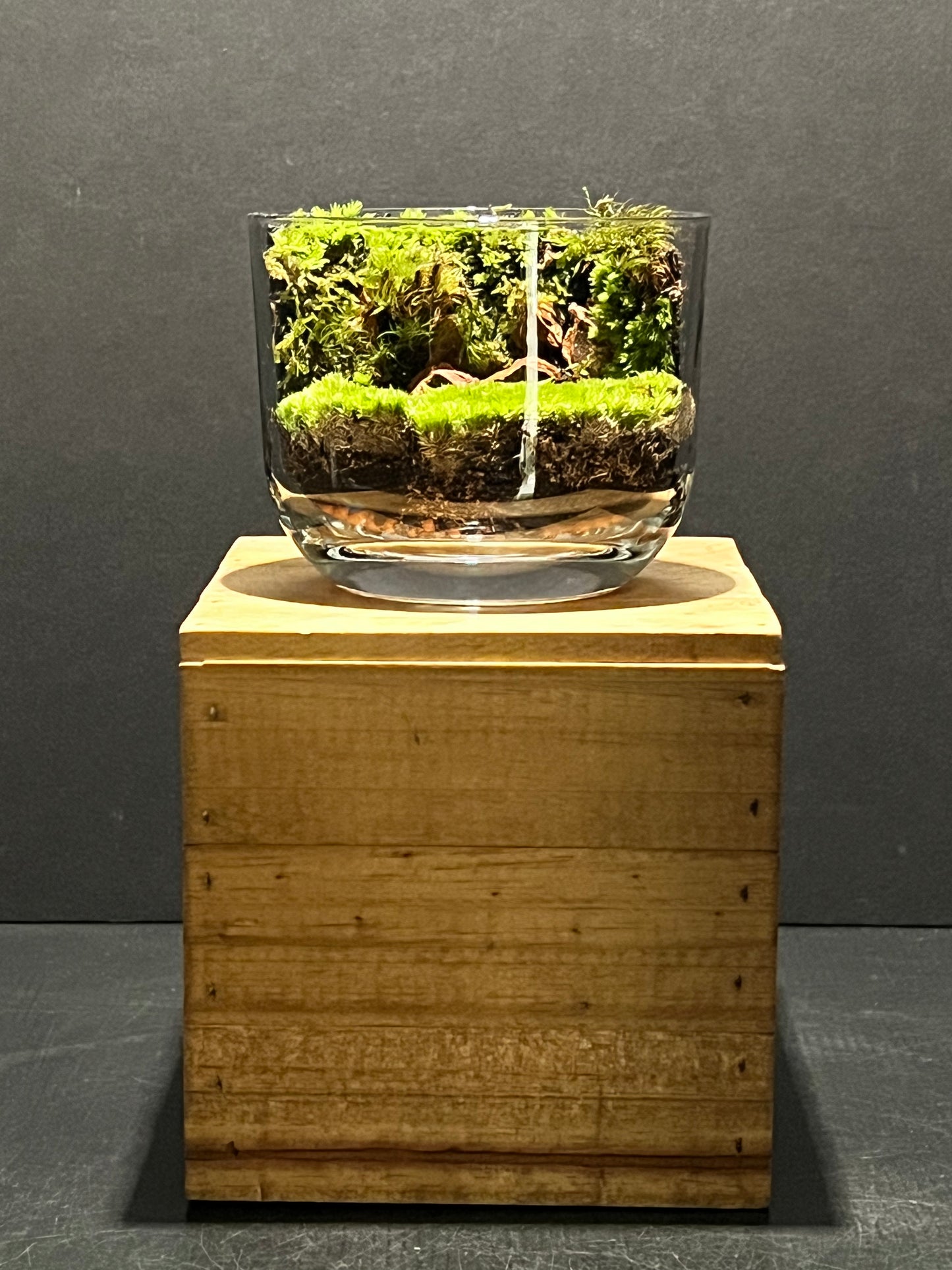 Terrarium 187