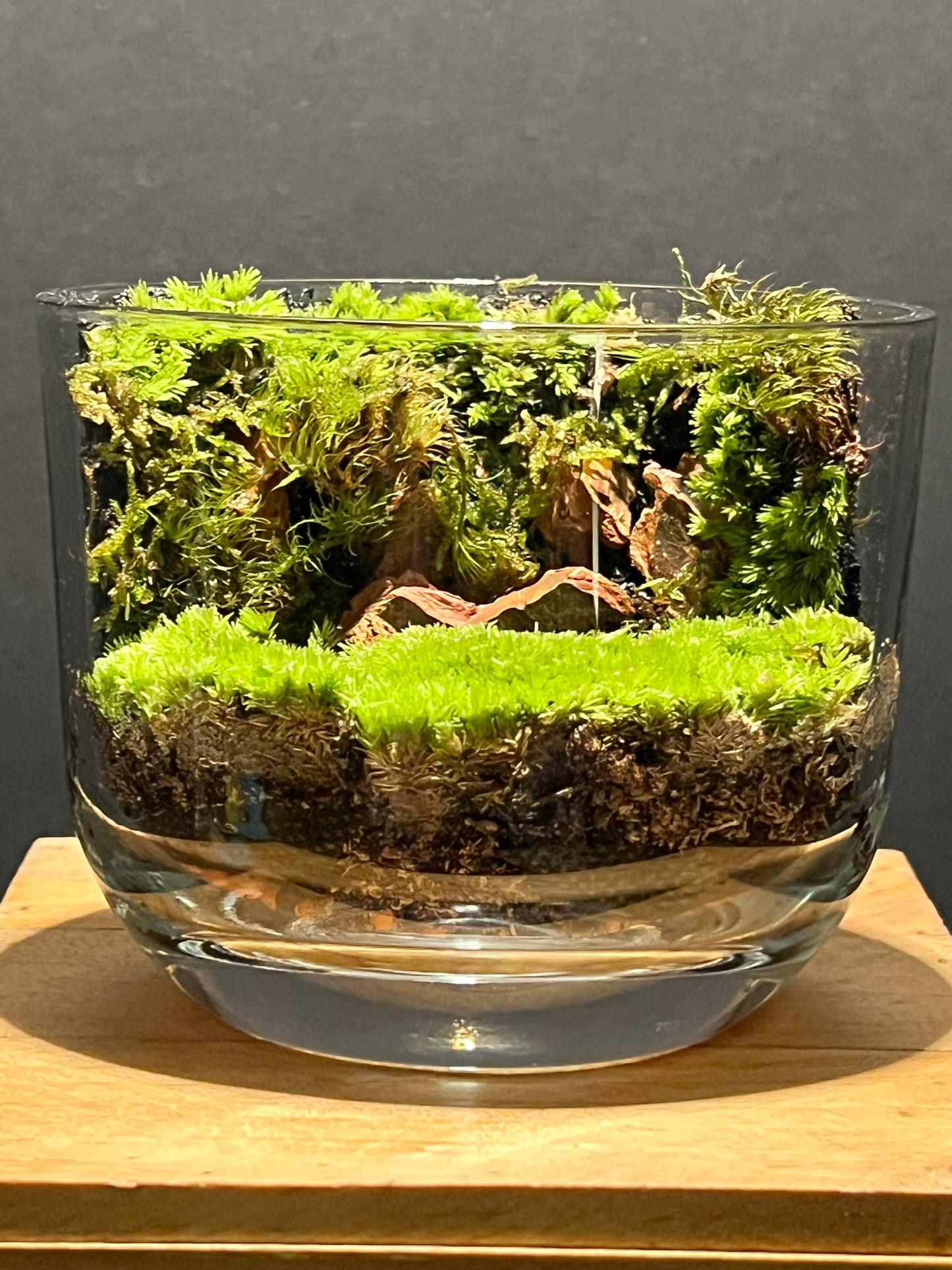 Terrarium 187