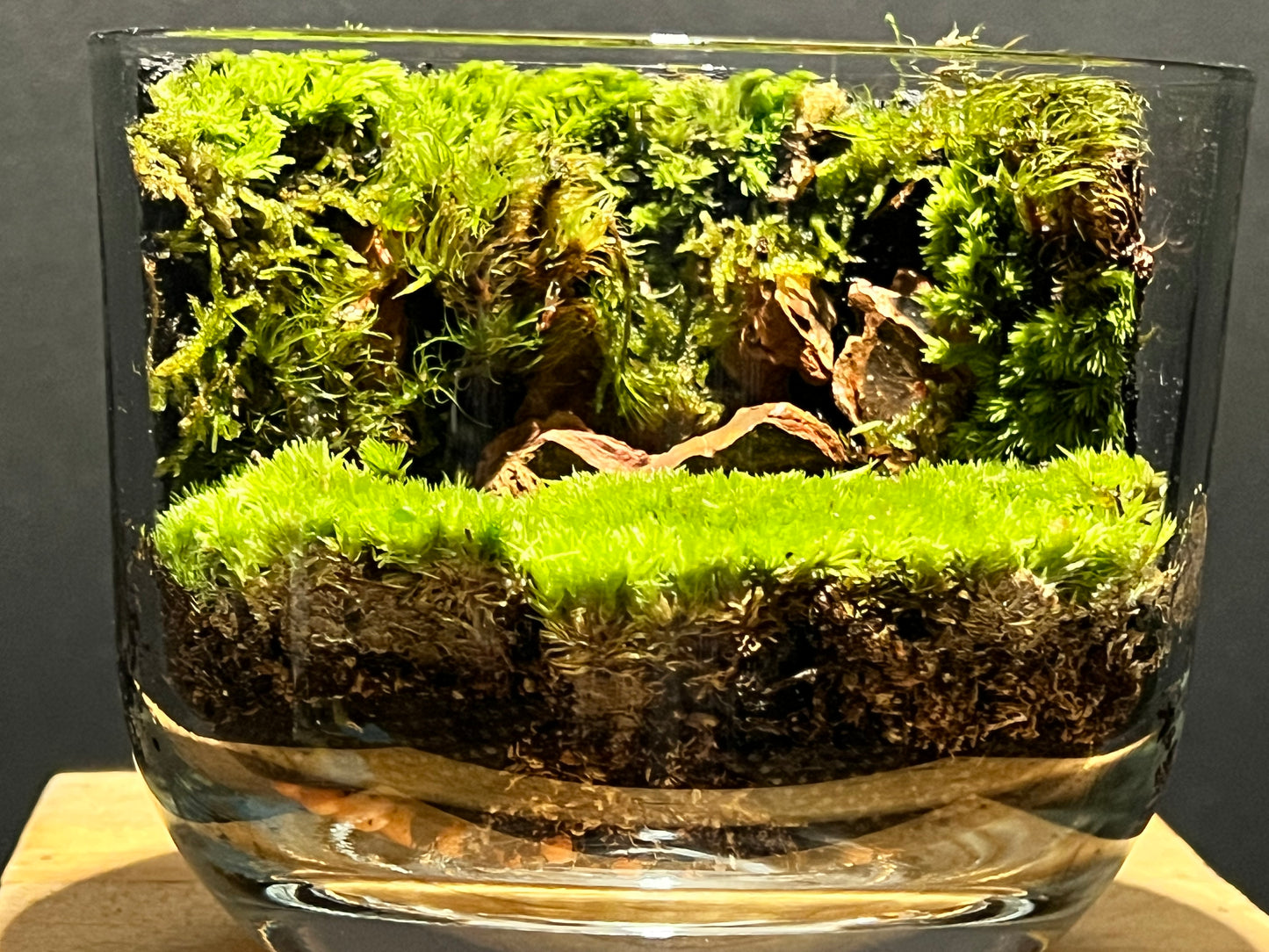 Terrarium 187