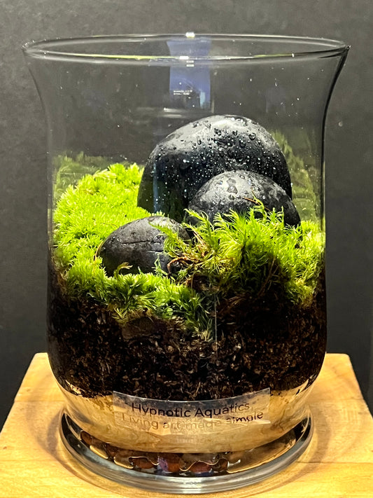 Terrarium 191