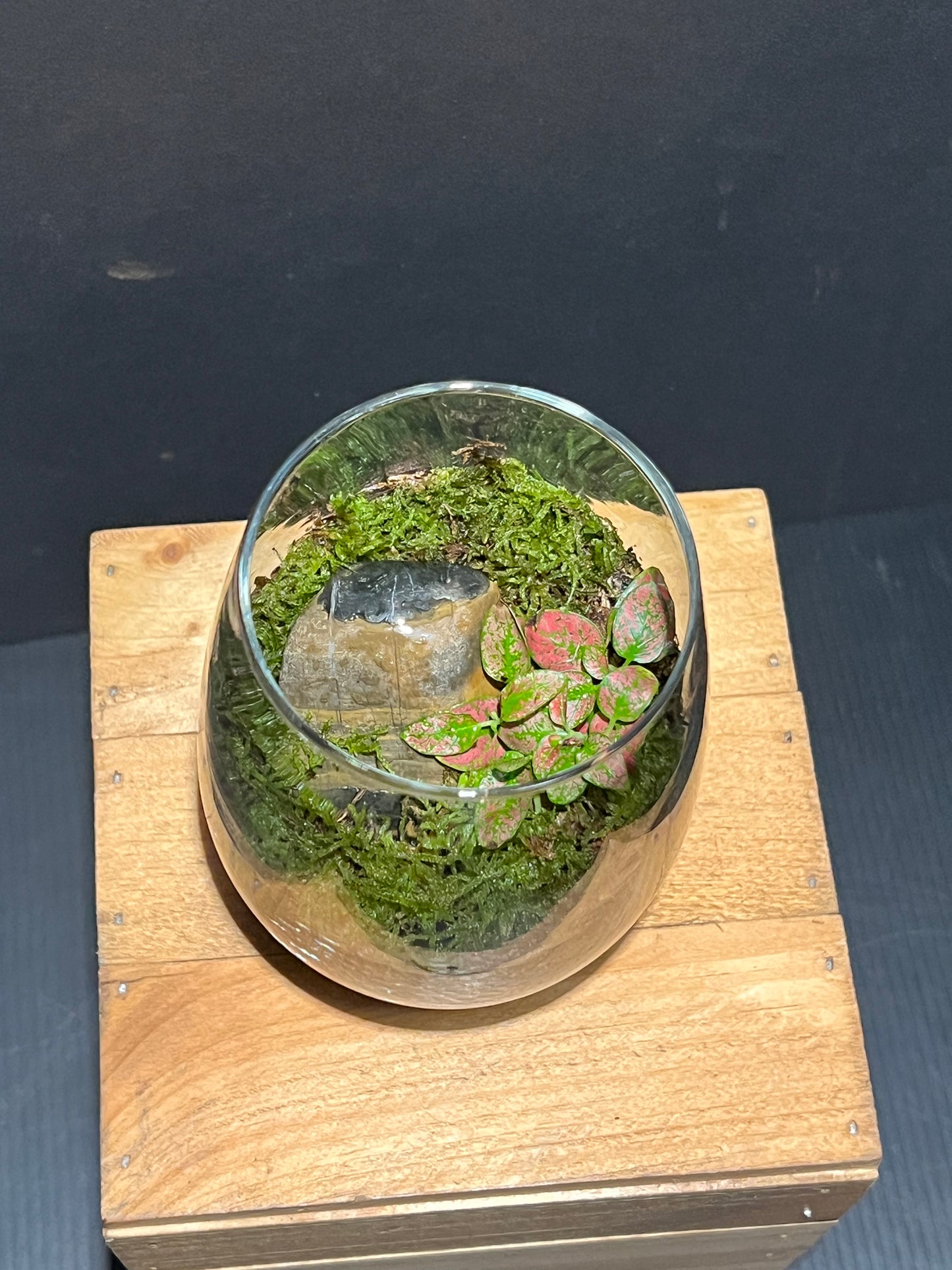 Terrarium 198