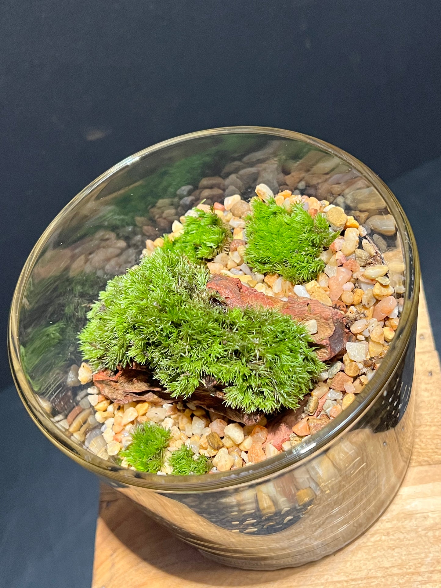 Terrarium 199