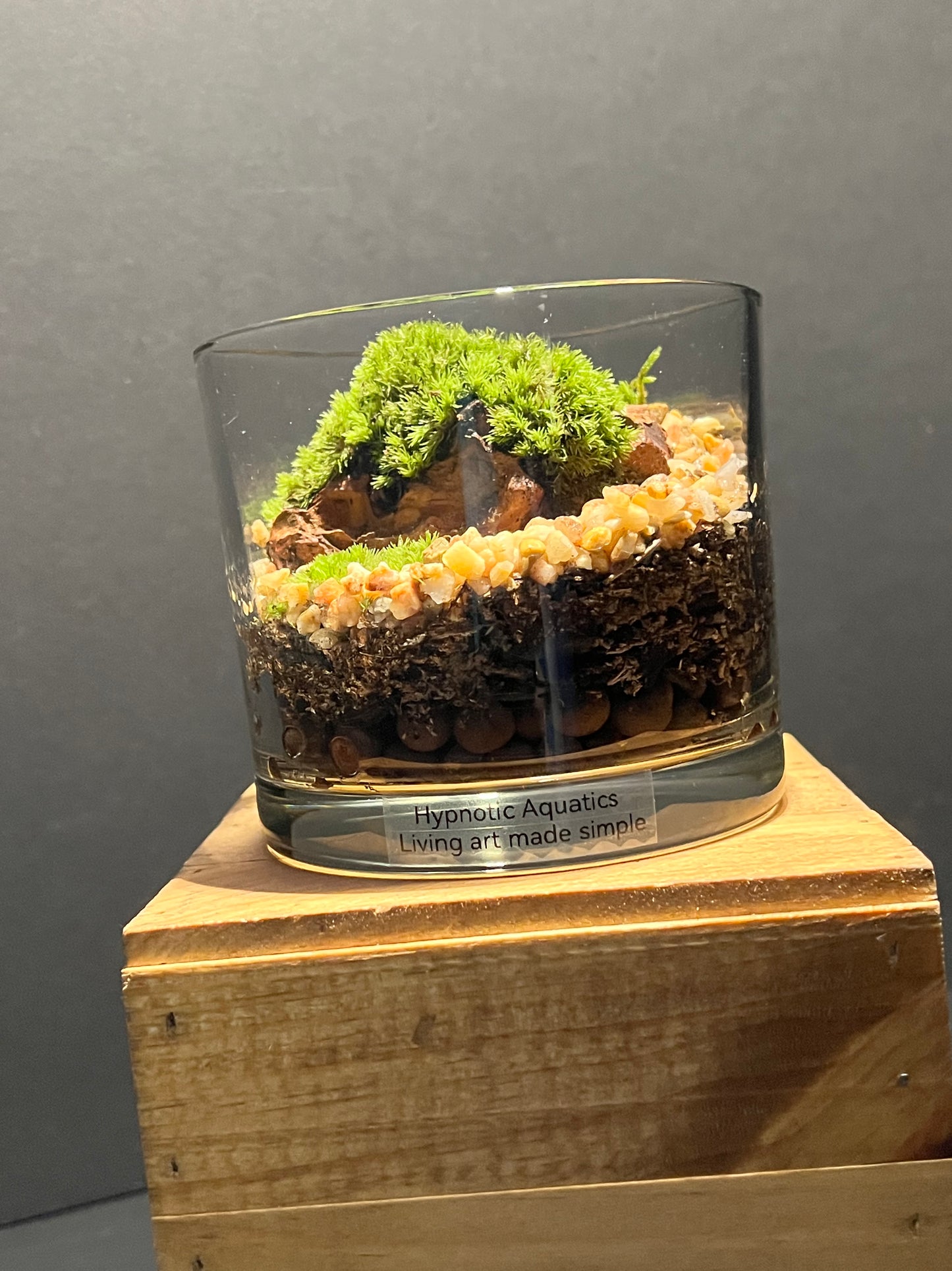 Terrarium 199