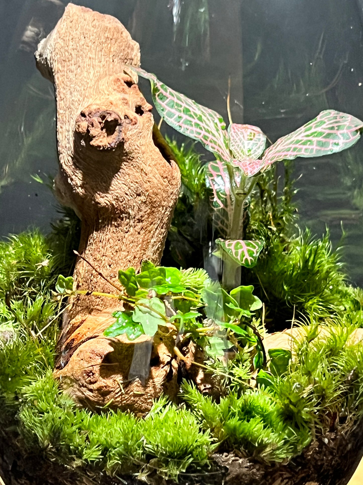 Terrarium 200
