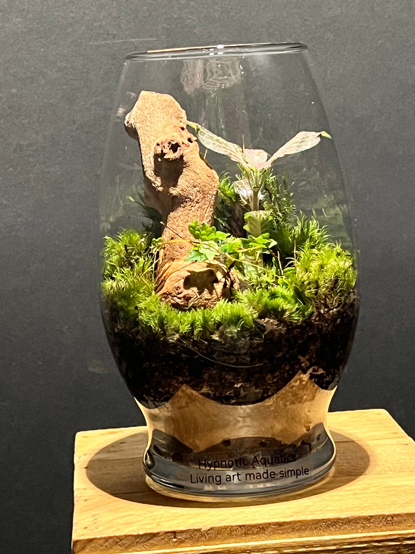Terrarium 200