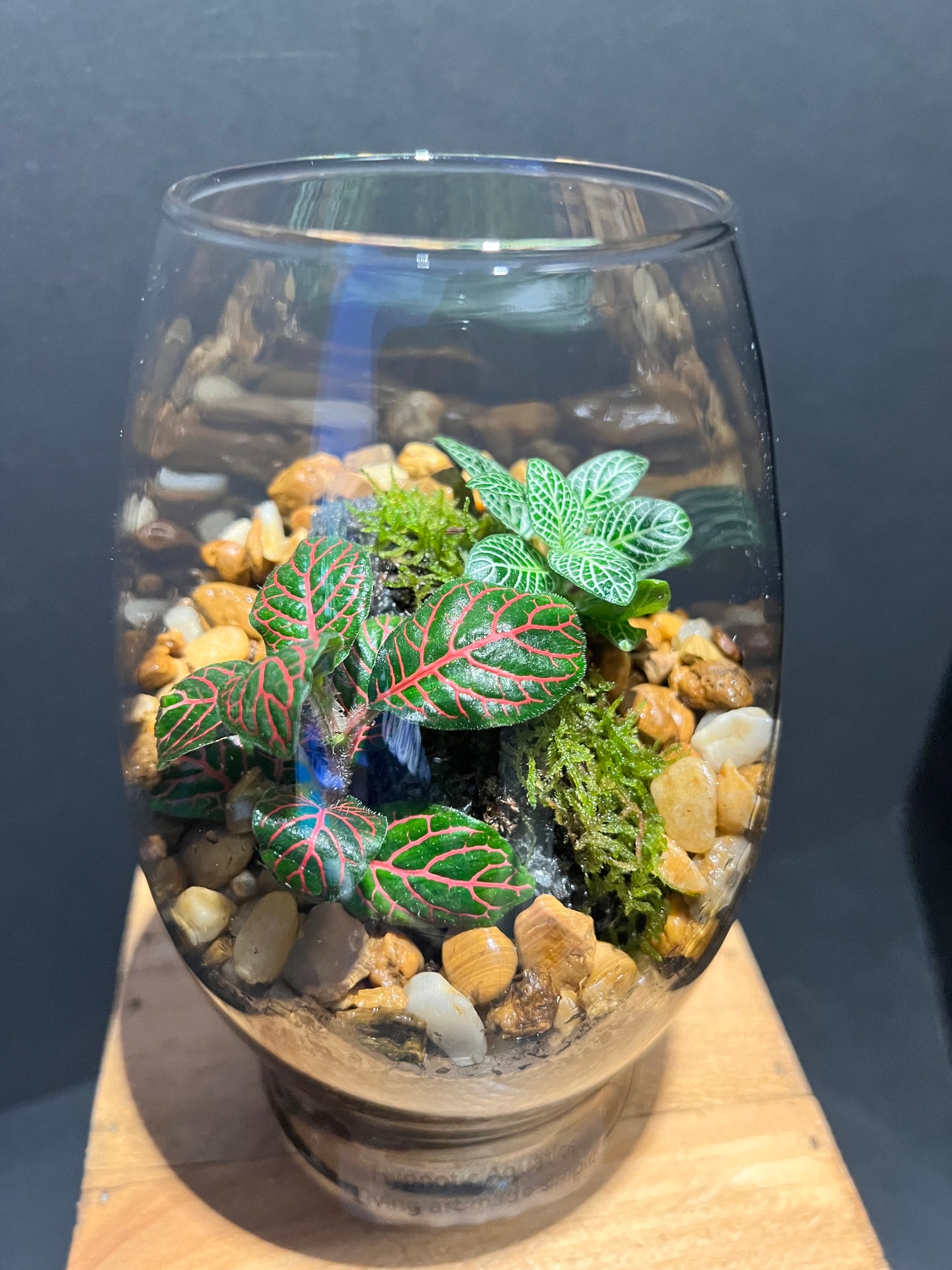 Terrarium 201