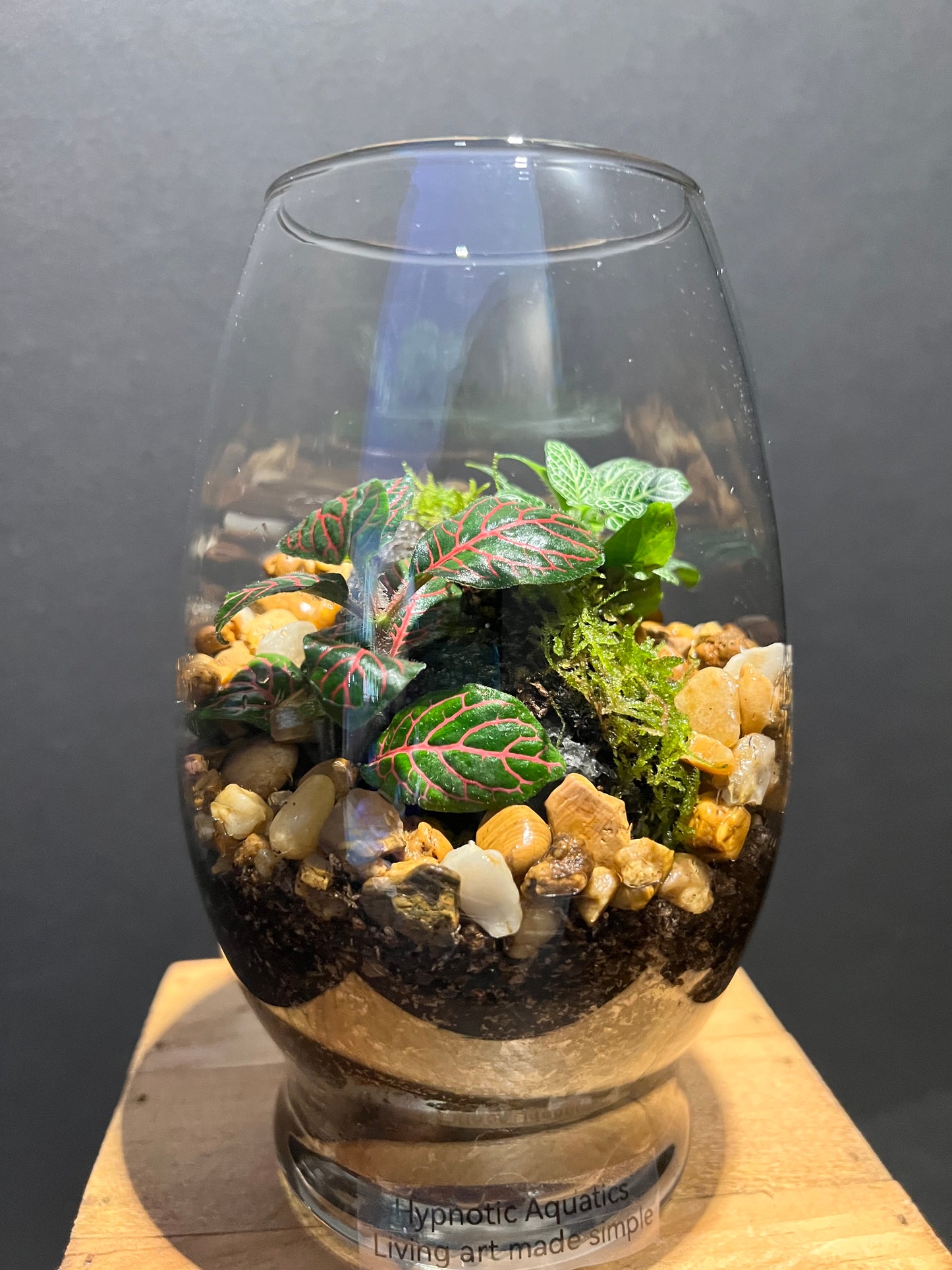 Terrarium 201