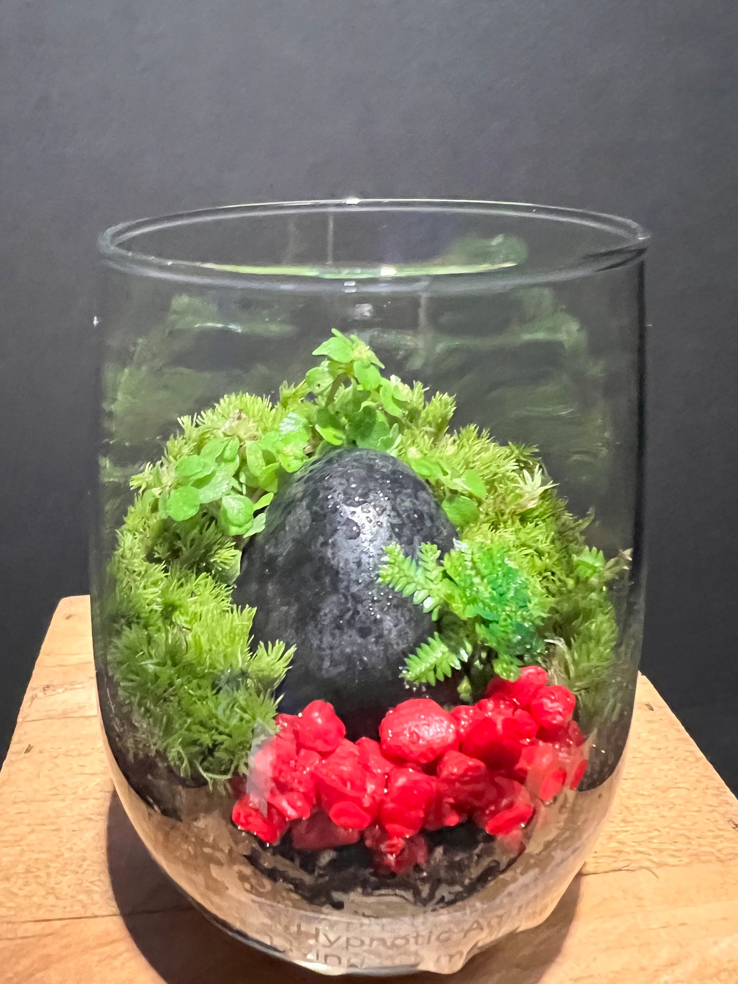 Terrarium 202