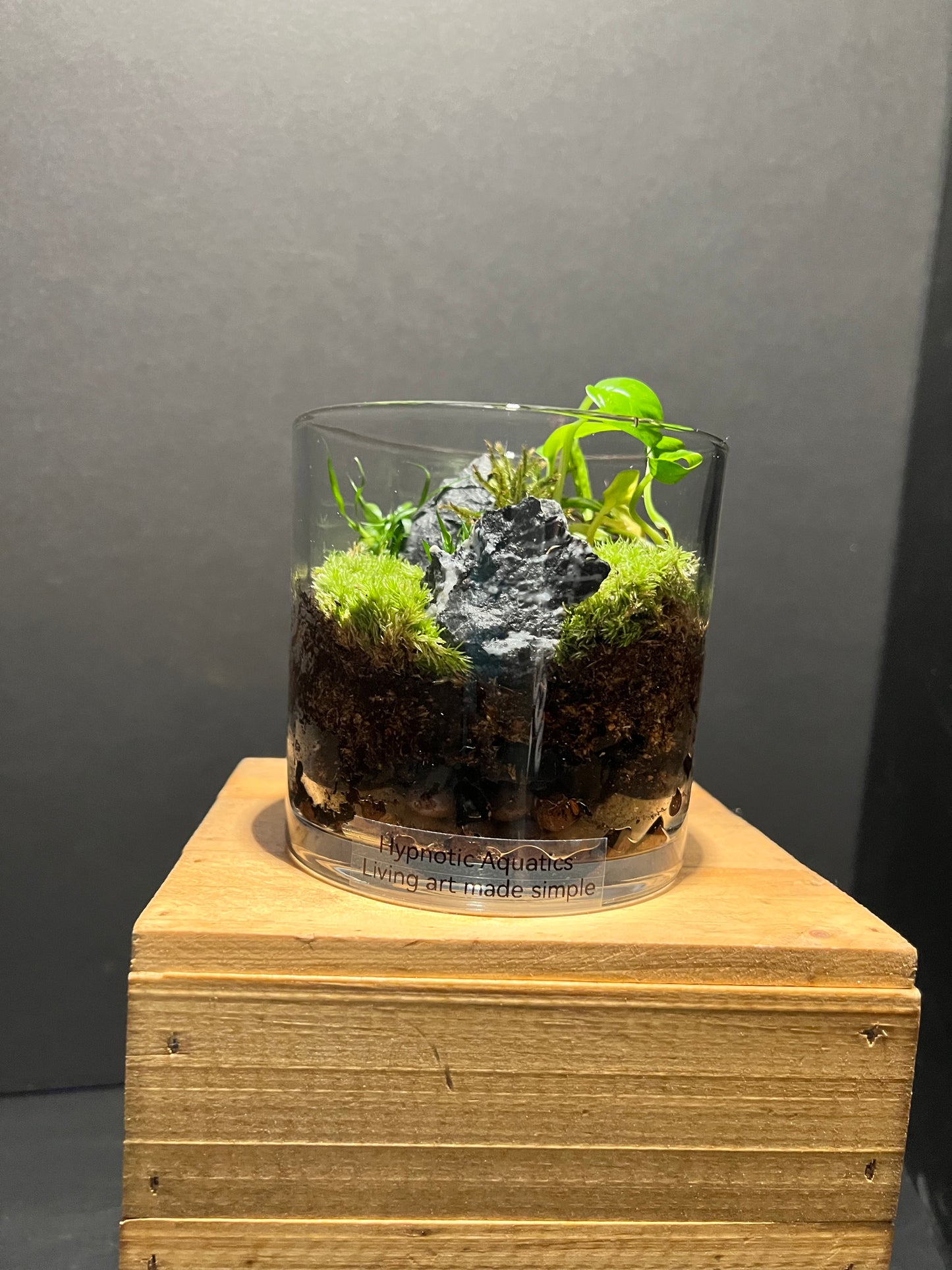 Terrarium 203