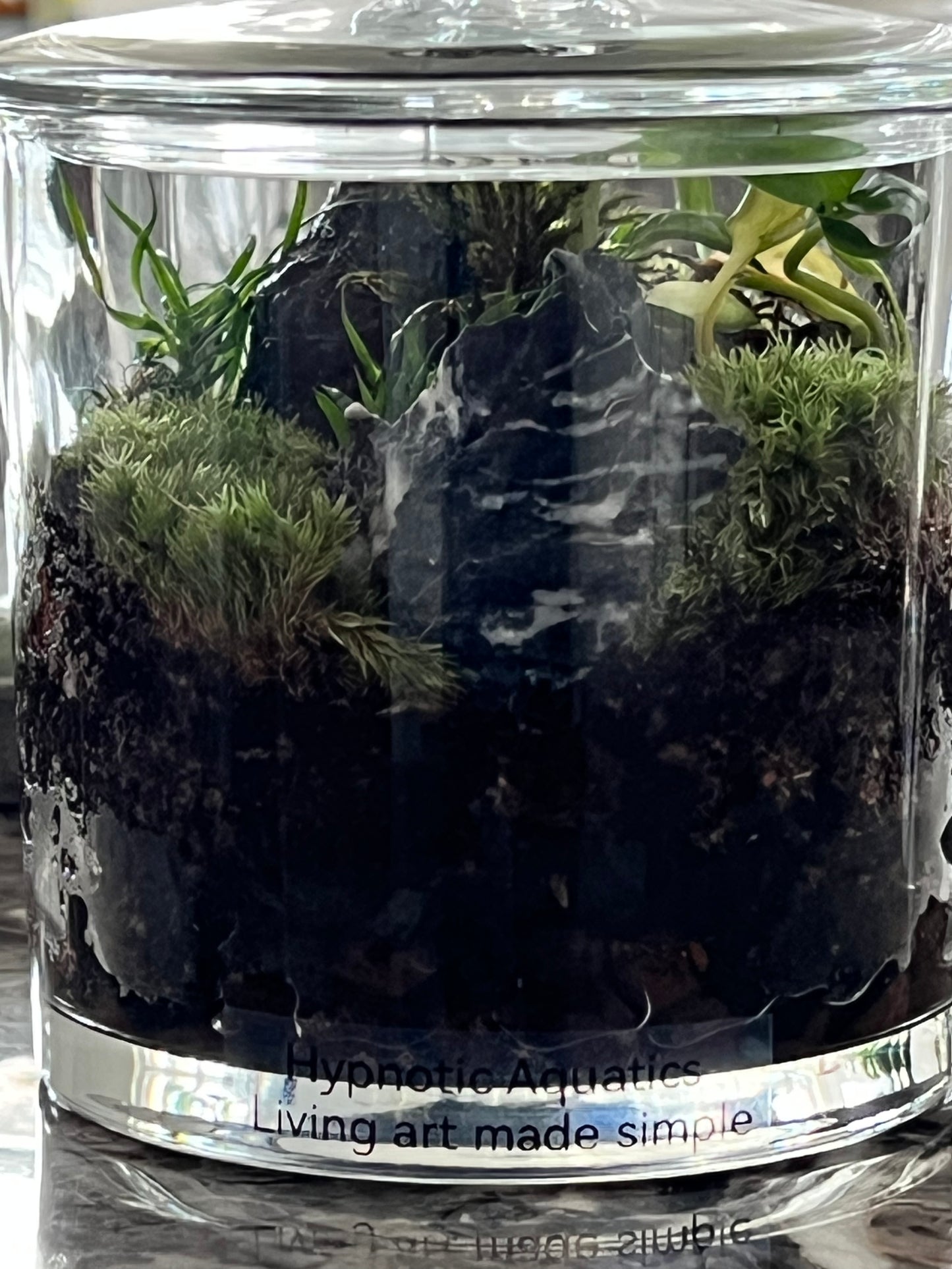 Terrarium 203