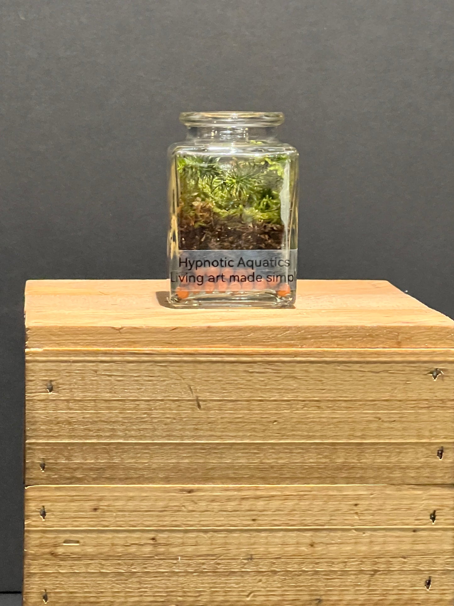 Terrarium 206