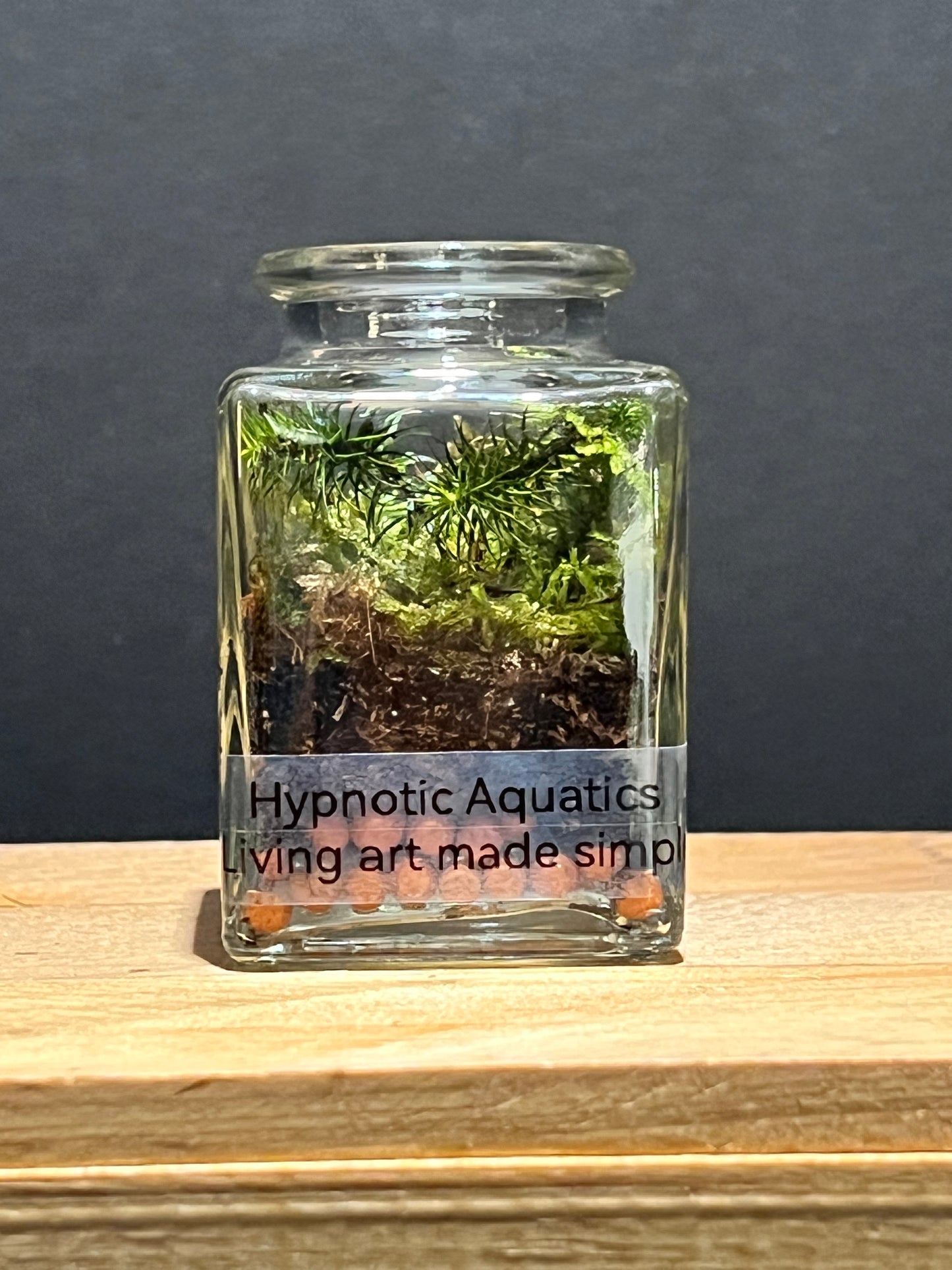 Terrarium 206