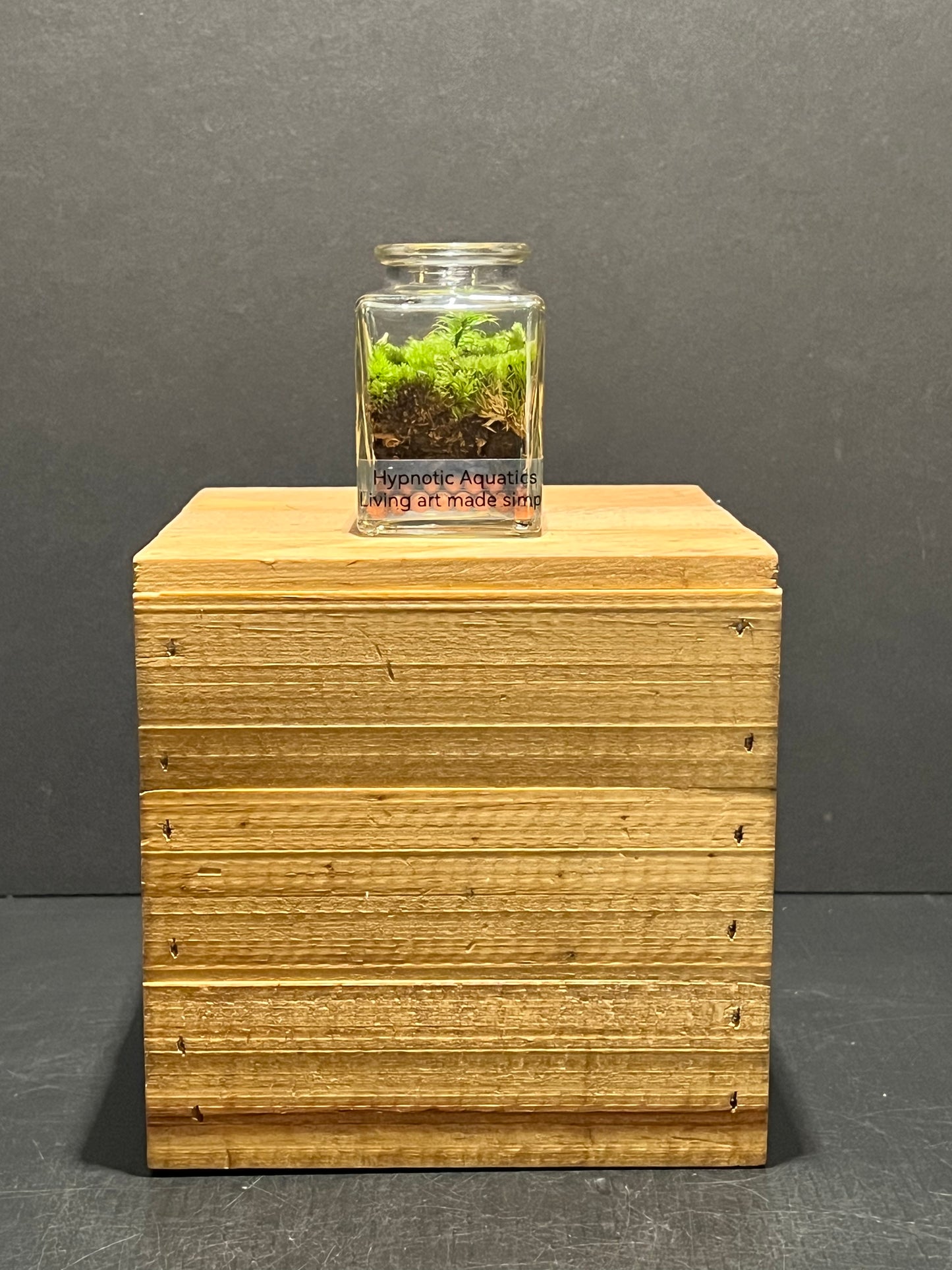 Terrarium 207