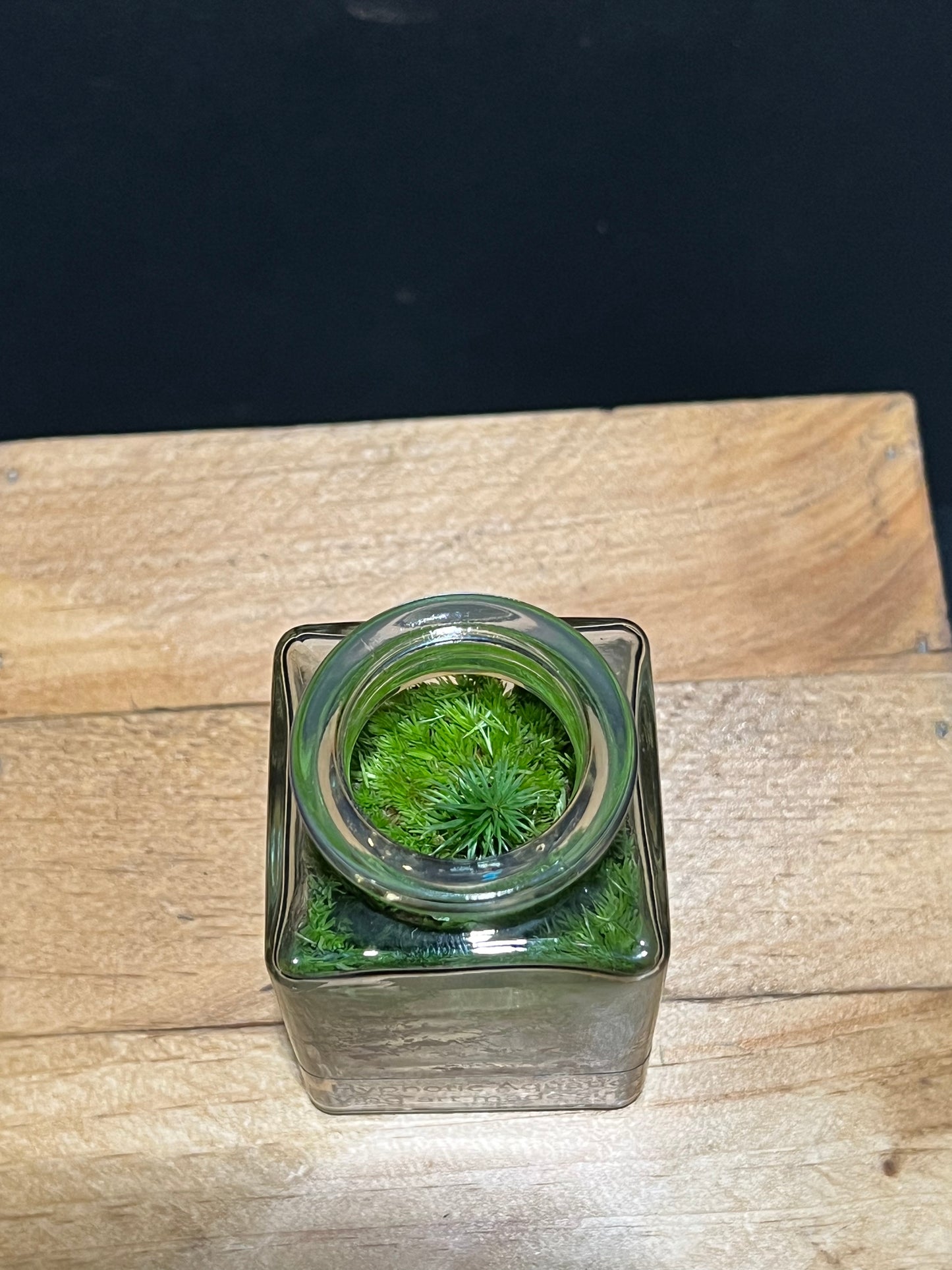 Terrarium 207