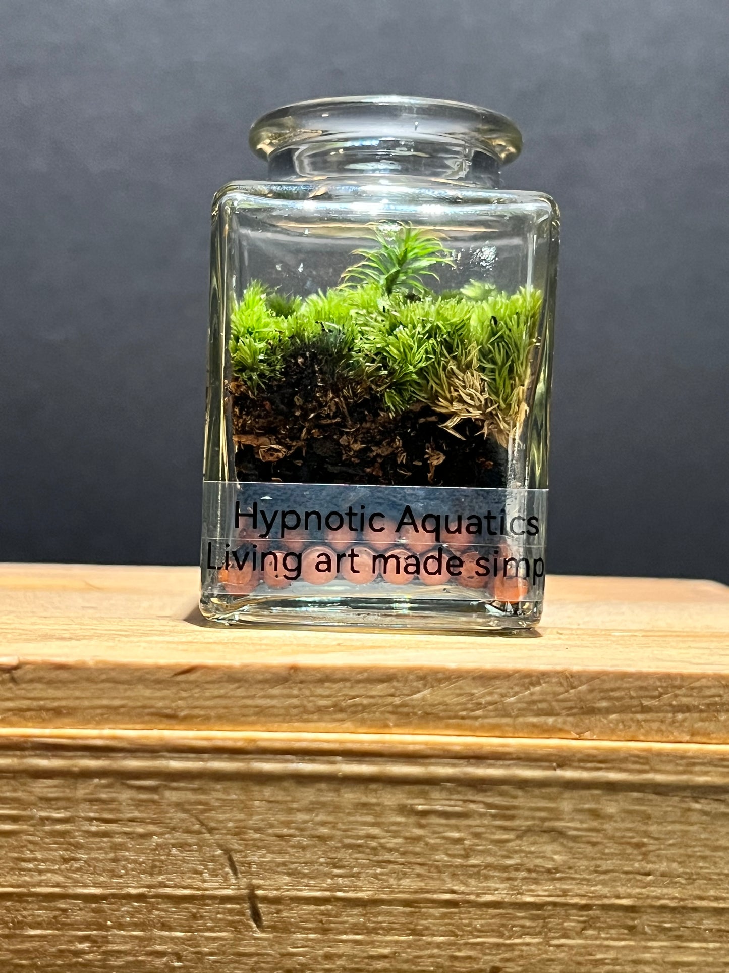 Terrarium 207