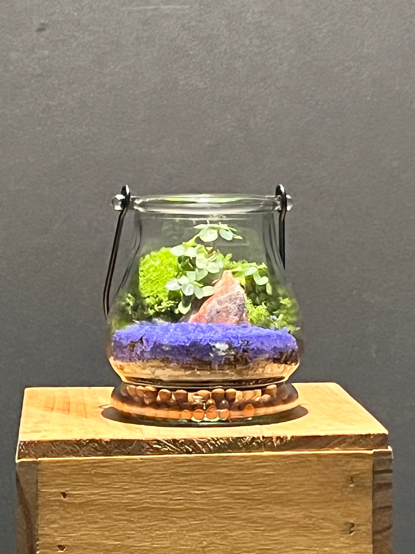 Terrarium 210