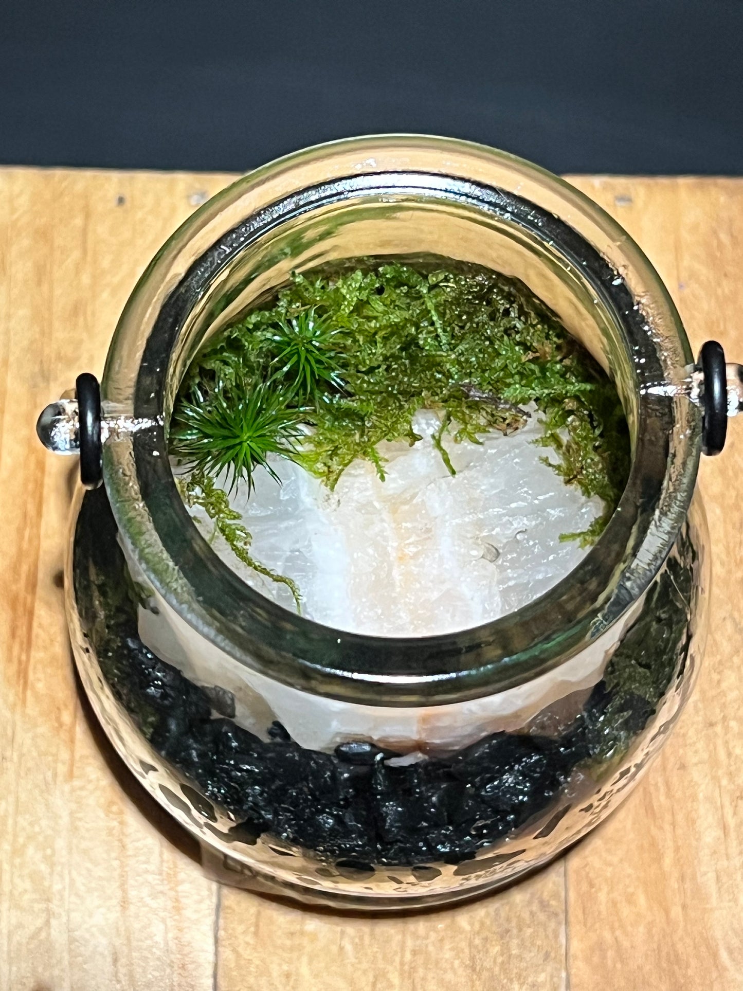 Terrarium 211