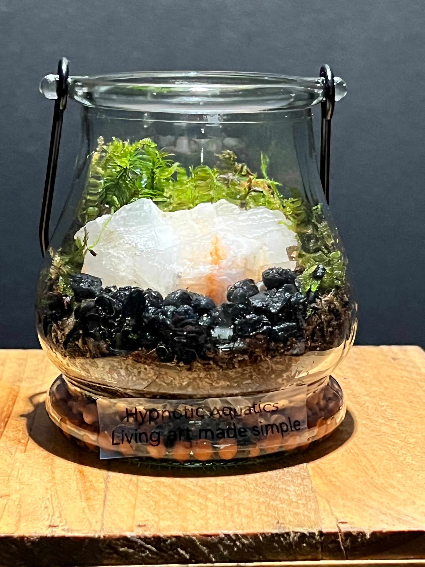 Terrarium 211