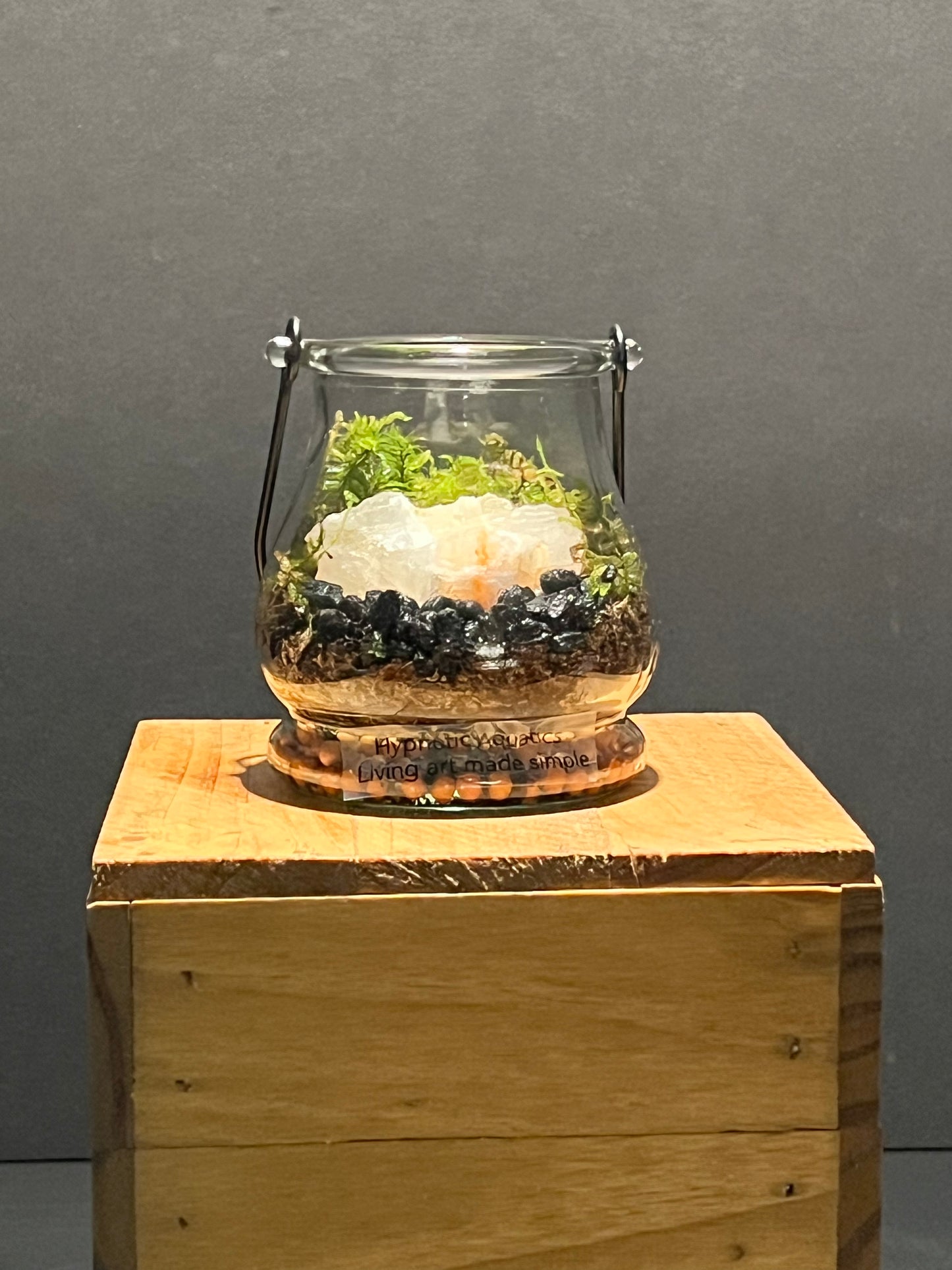 Terrarium 211