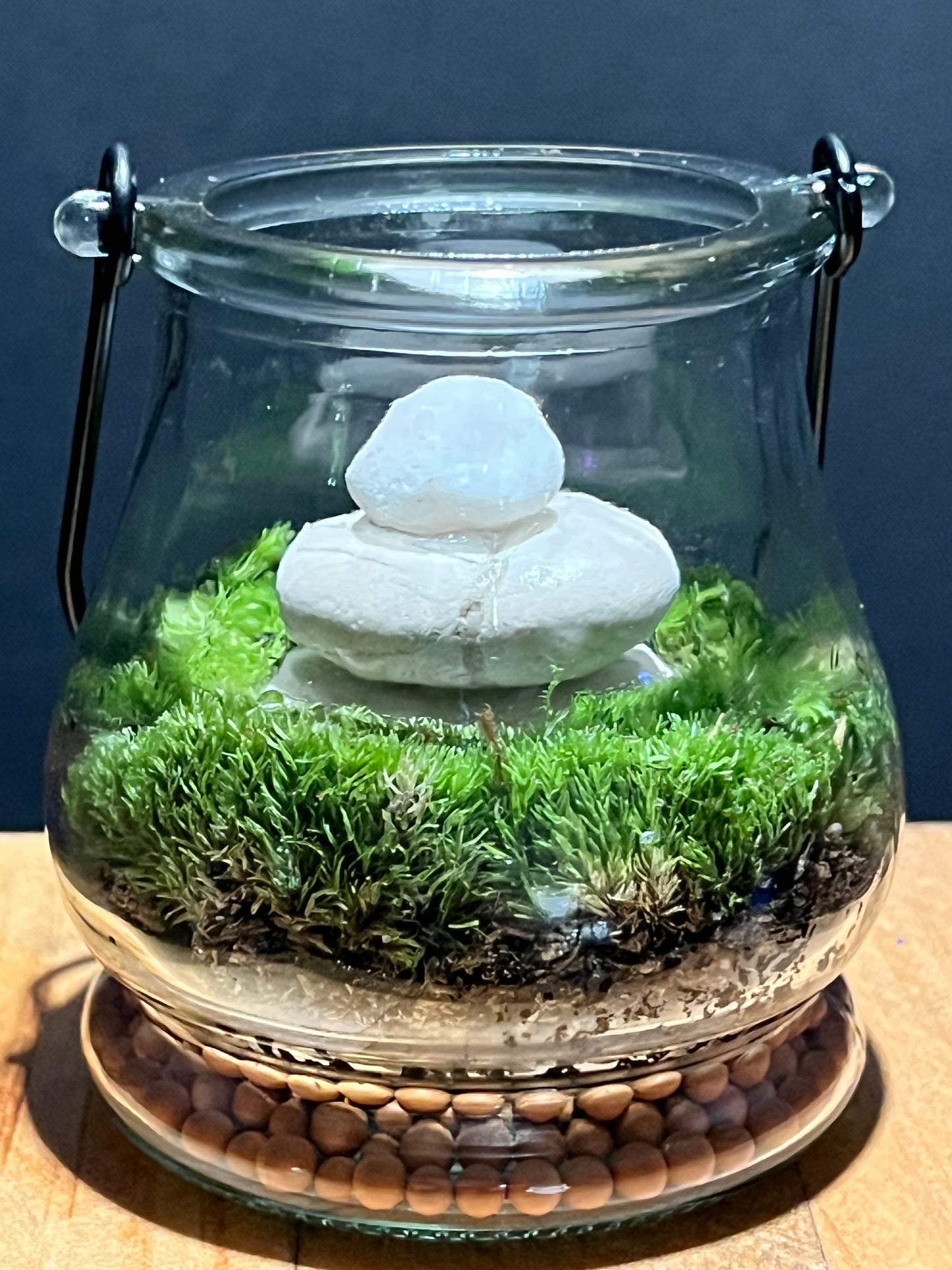 Terrarium 212