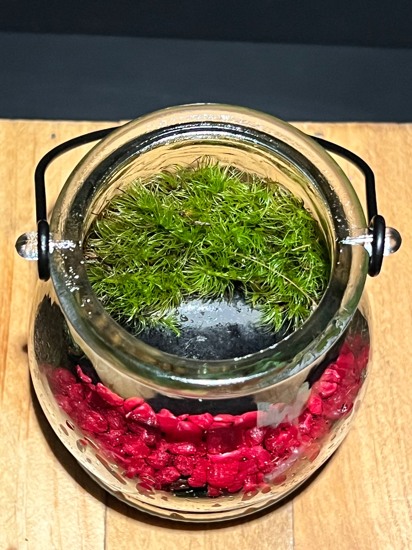 Terrarium 213