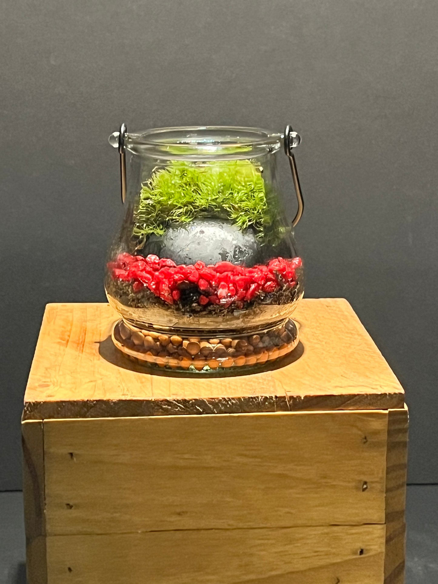 Terrarium 213