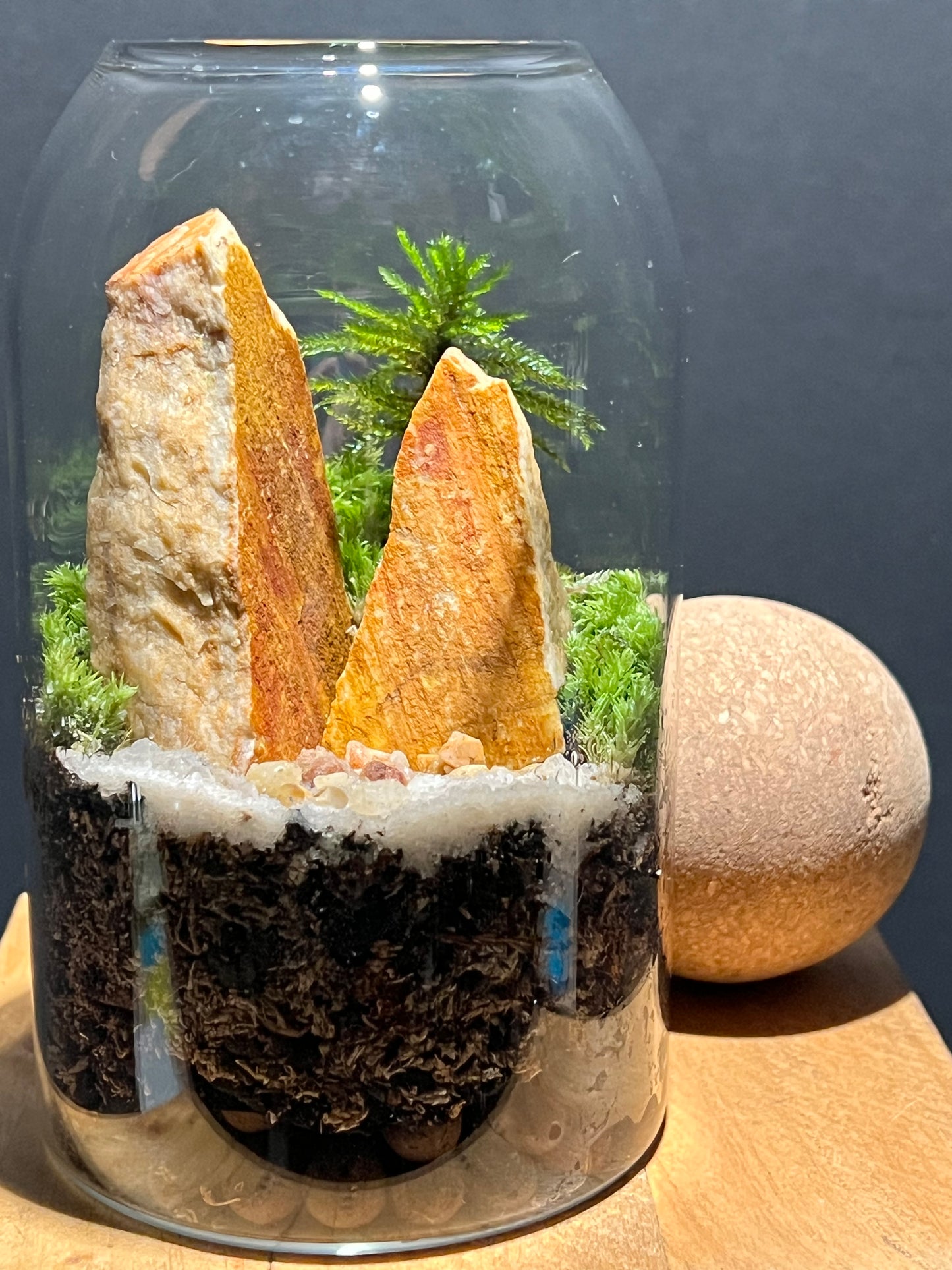 Terrarium 215