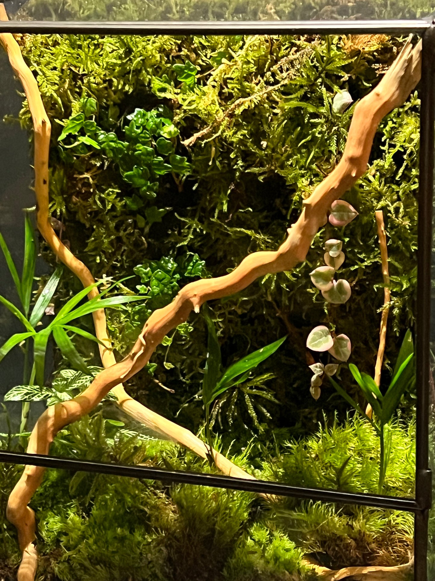 Terrarium 230