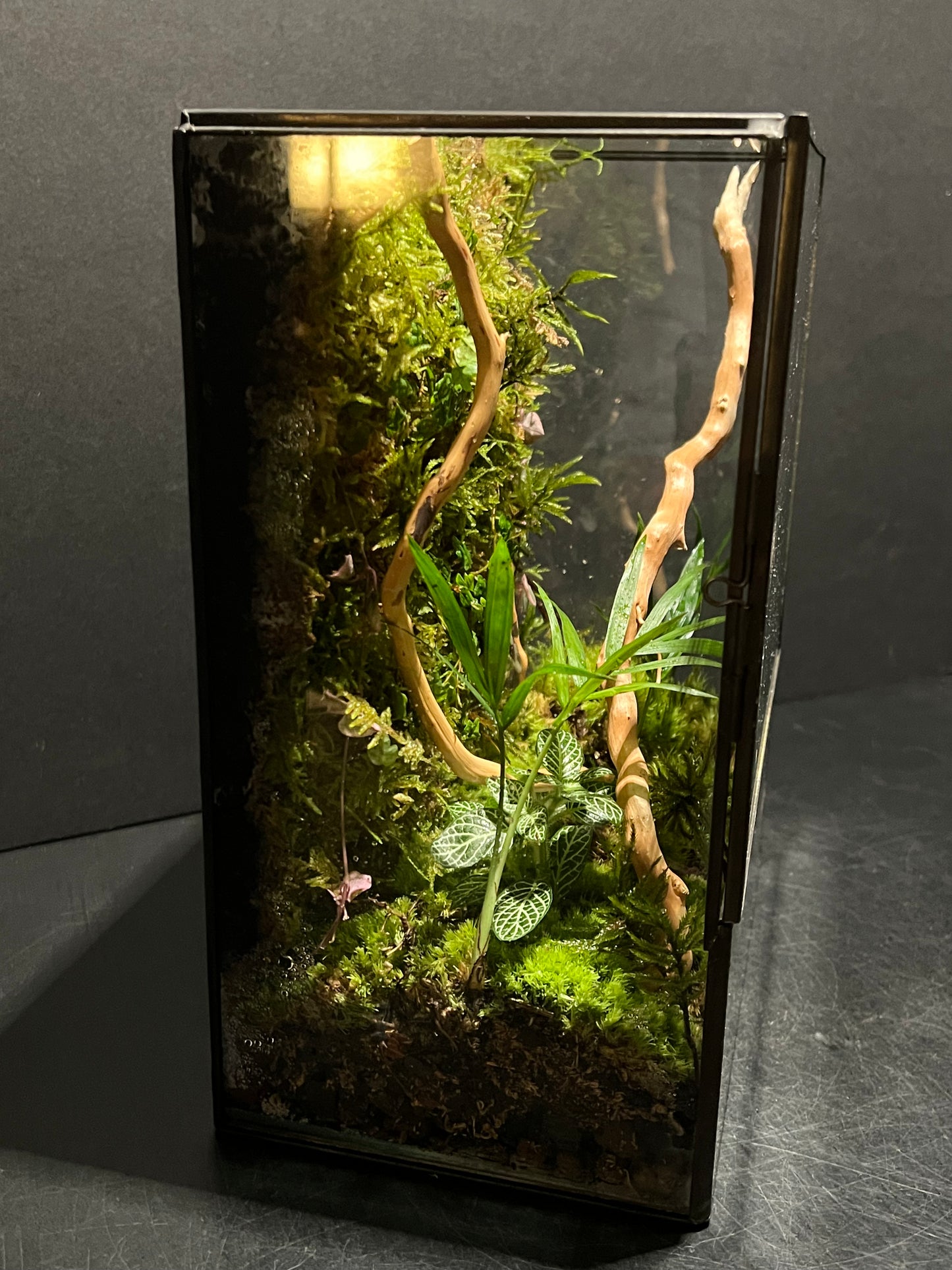 Terrarium 230