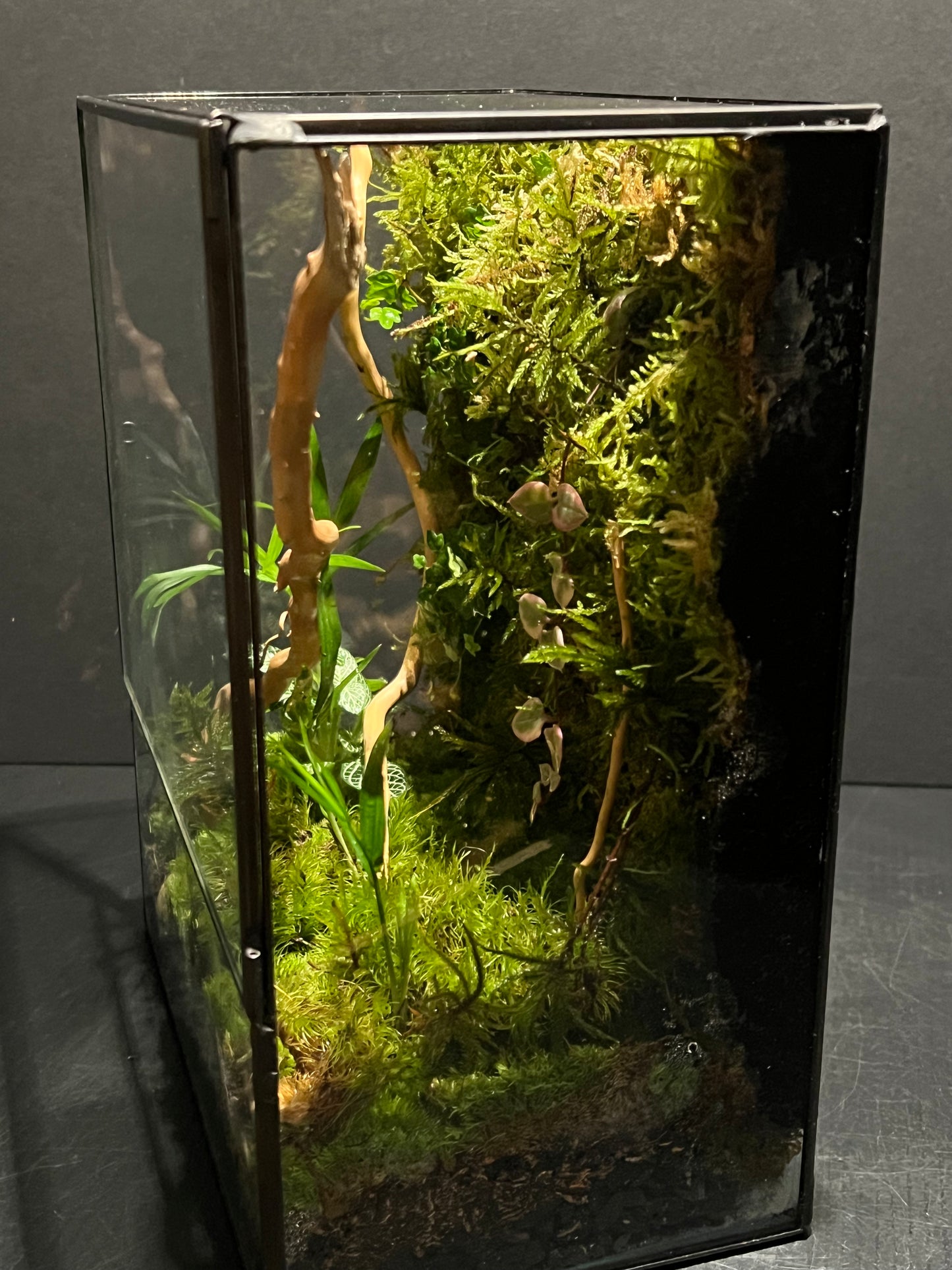 Terrarium 230