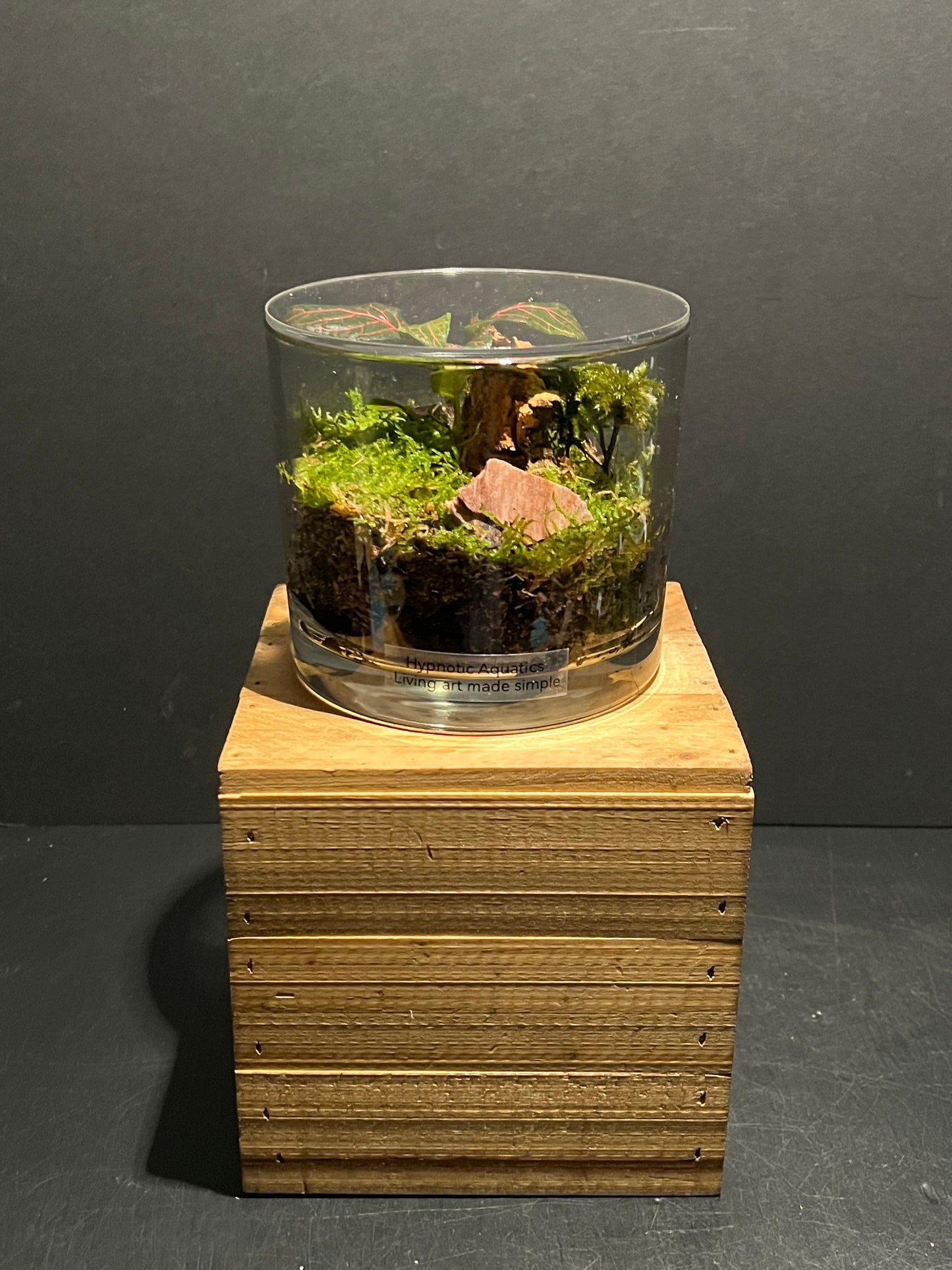 Terrarium 219