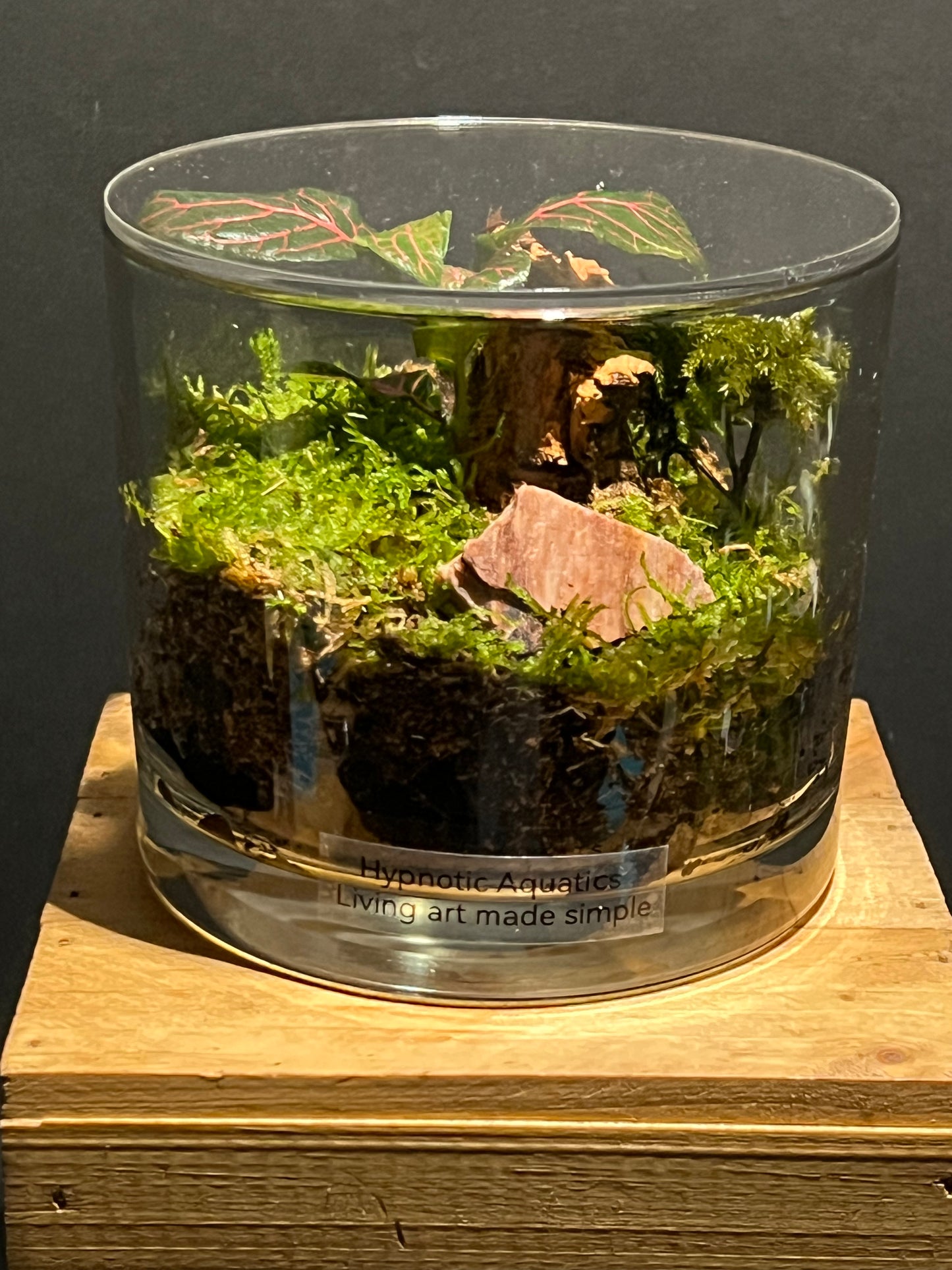 Terrarium 219