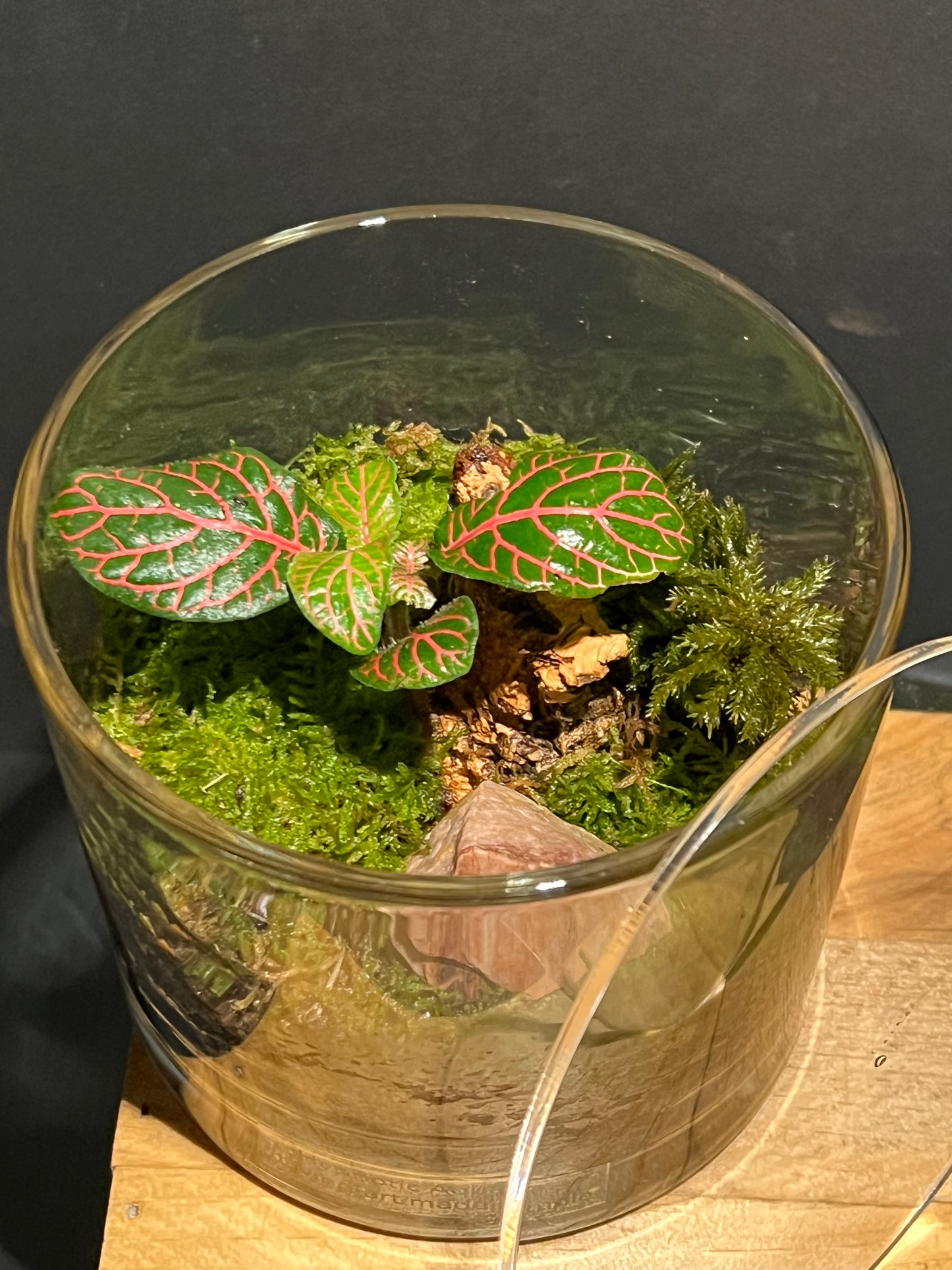 Terrarium 219