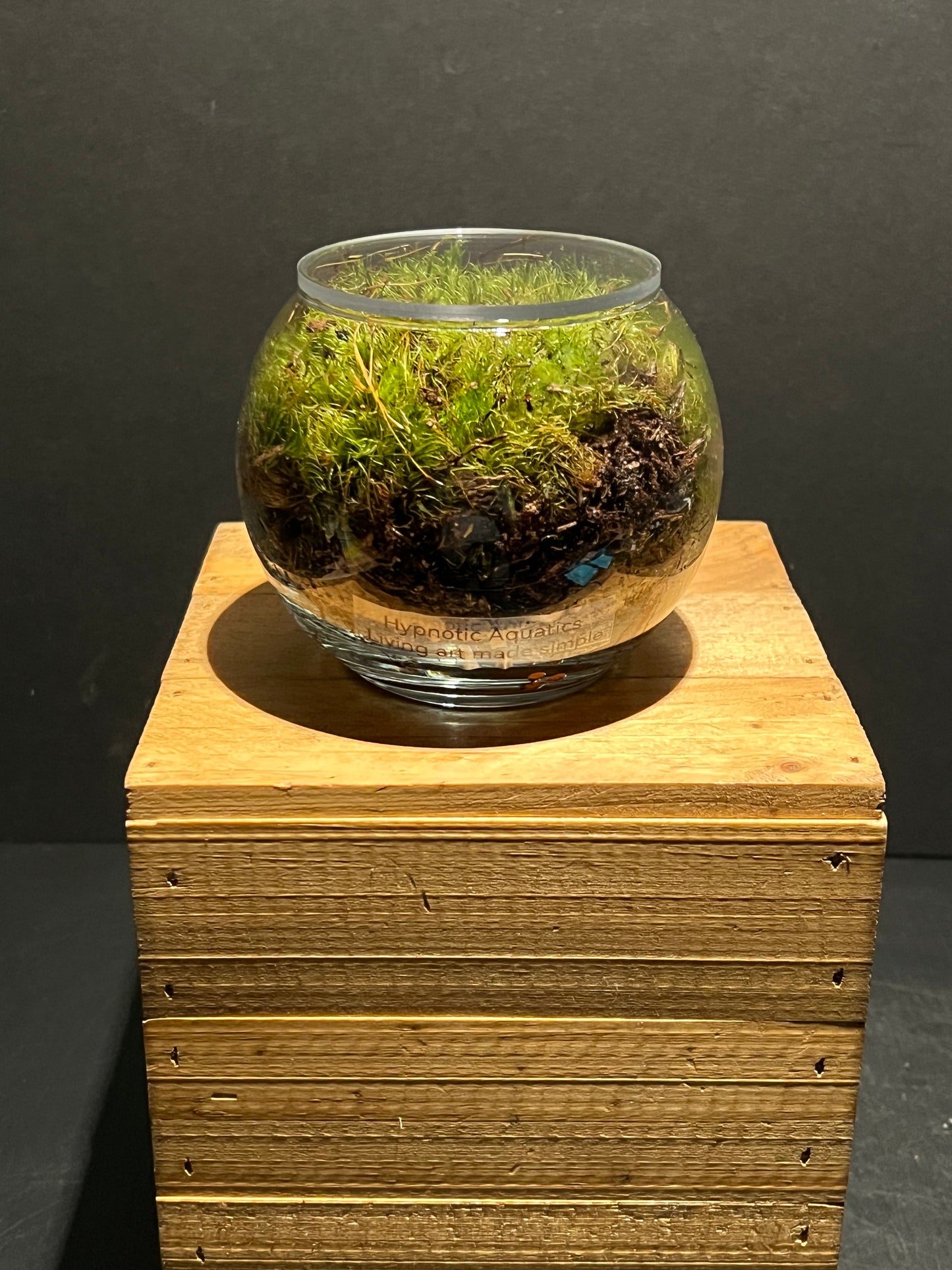 Terrarium 220