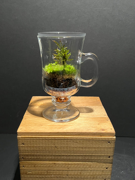 Terrarium 221