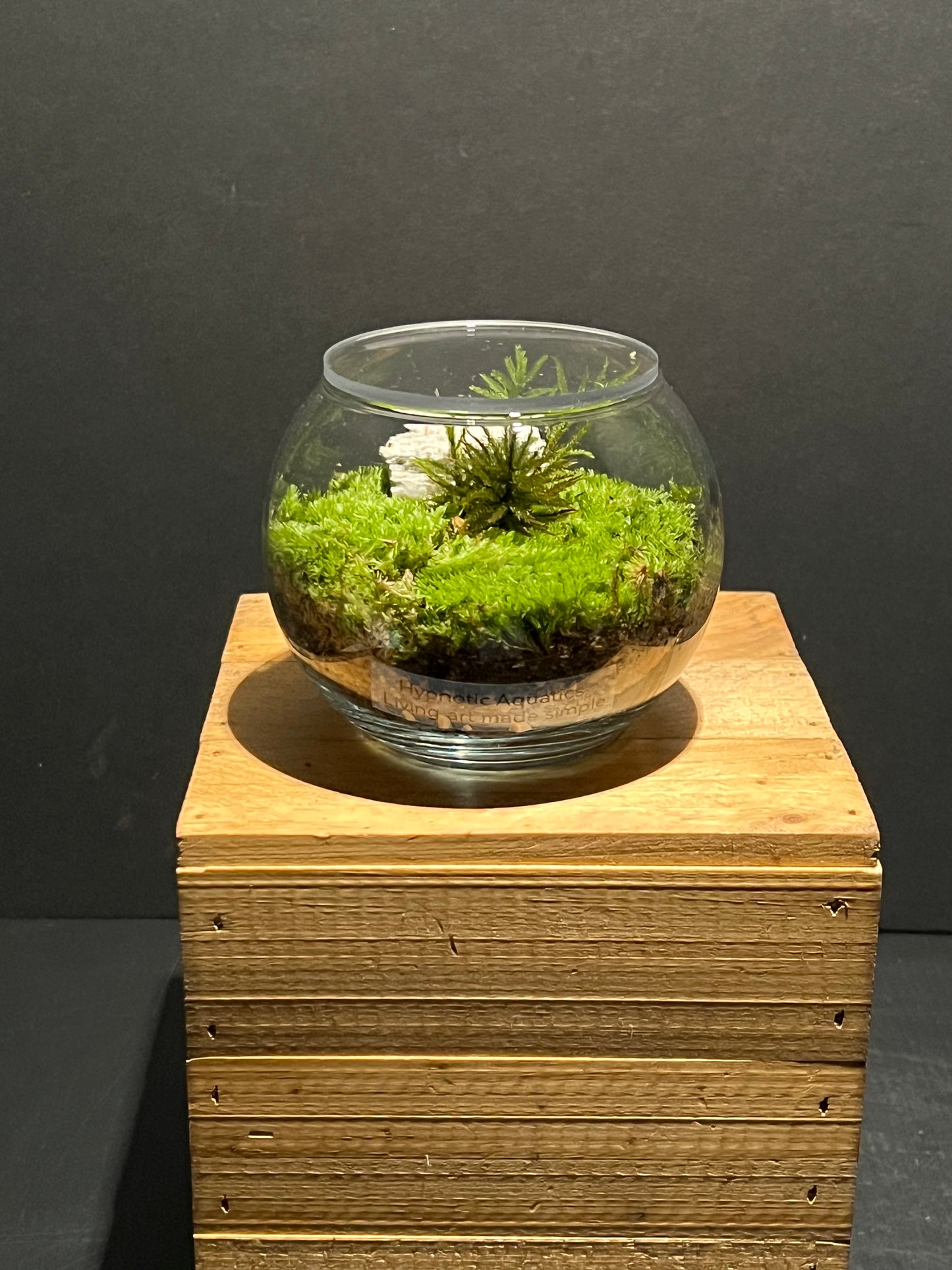 Terrarium 222