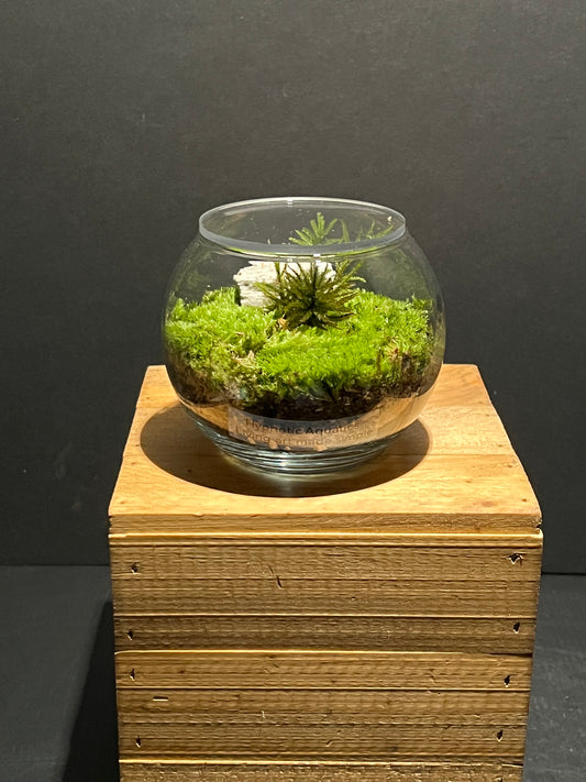Terrarium 222