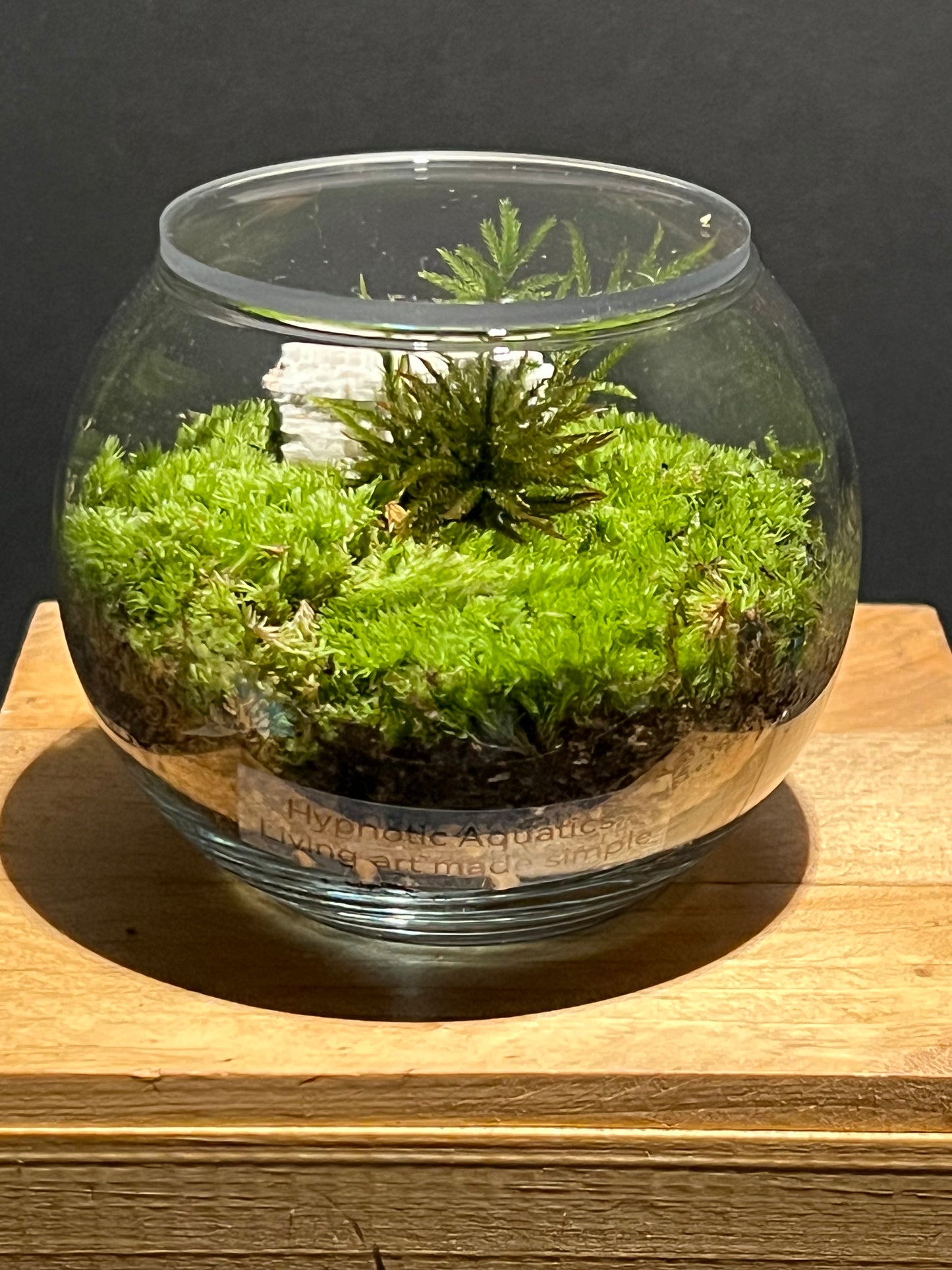 Terrarium 222