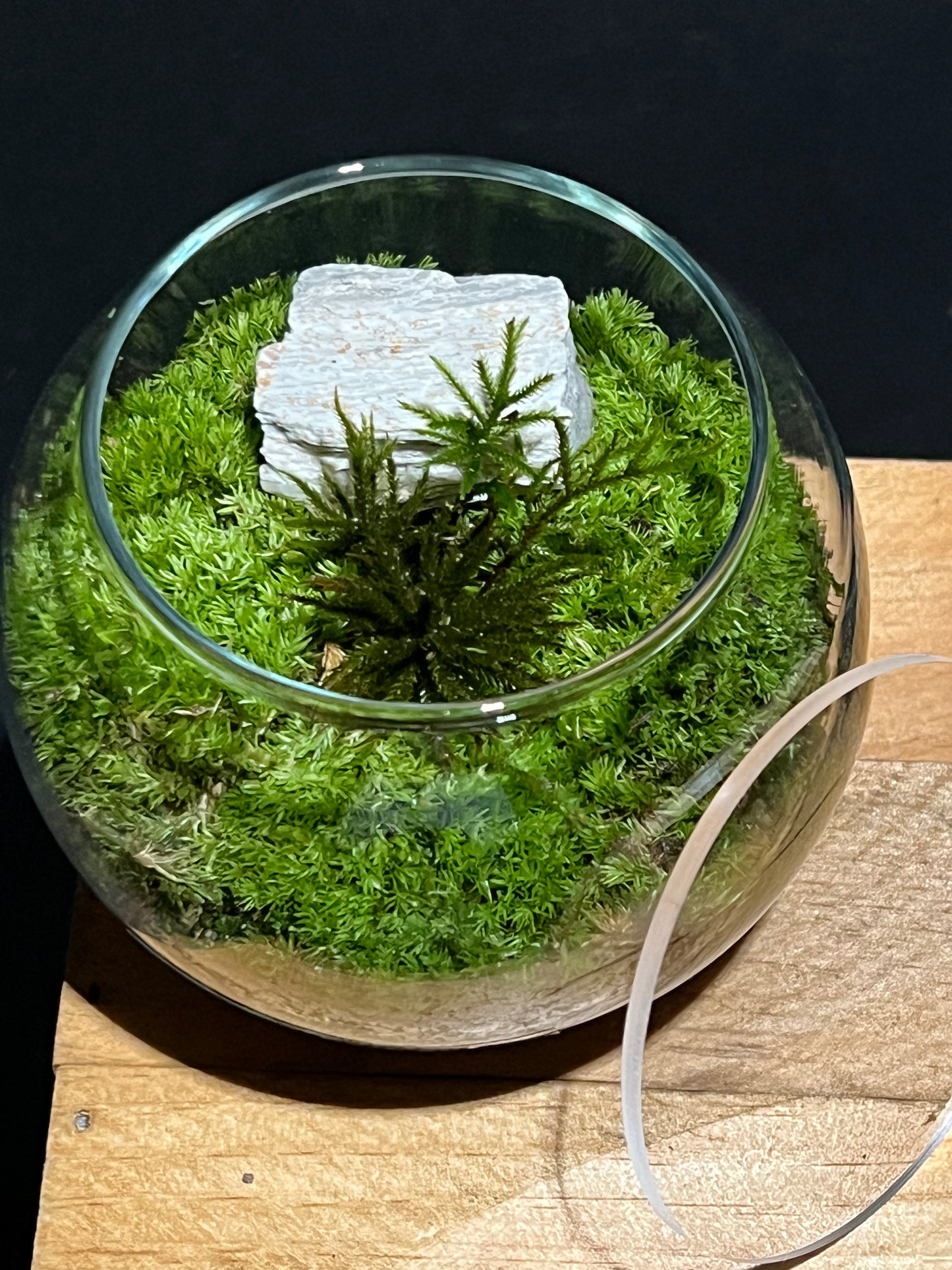 Terrarium 222