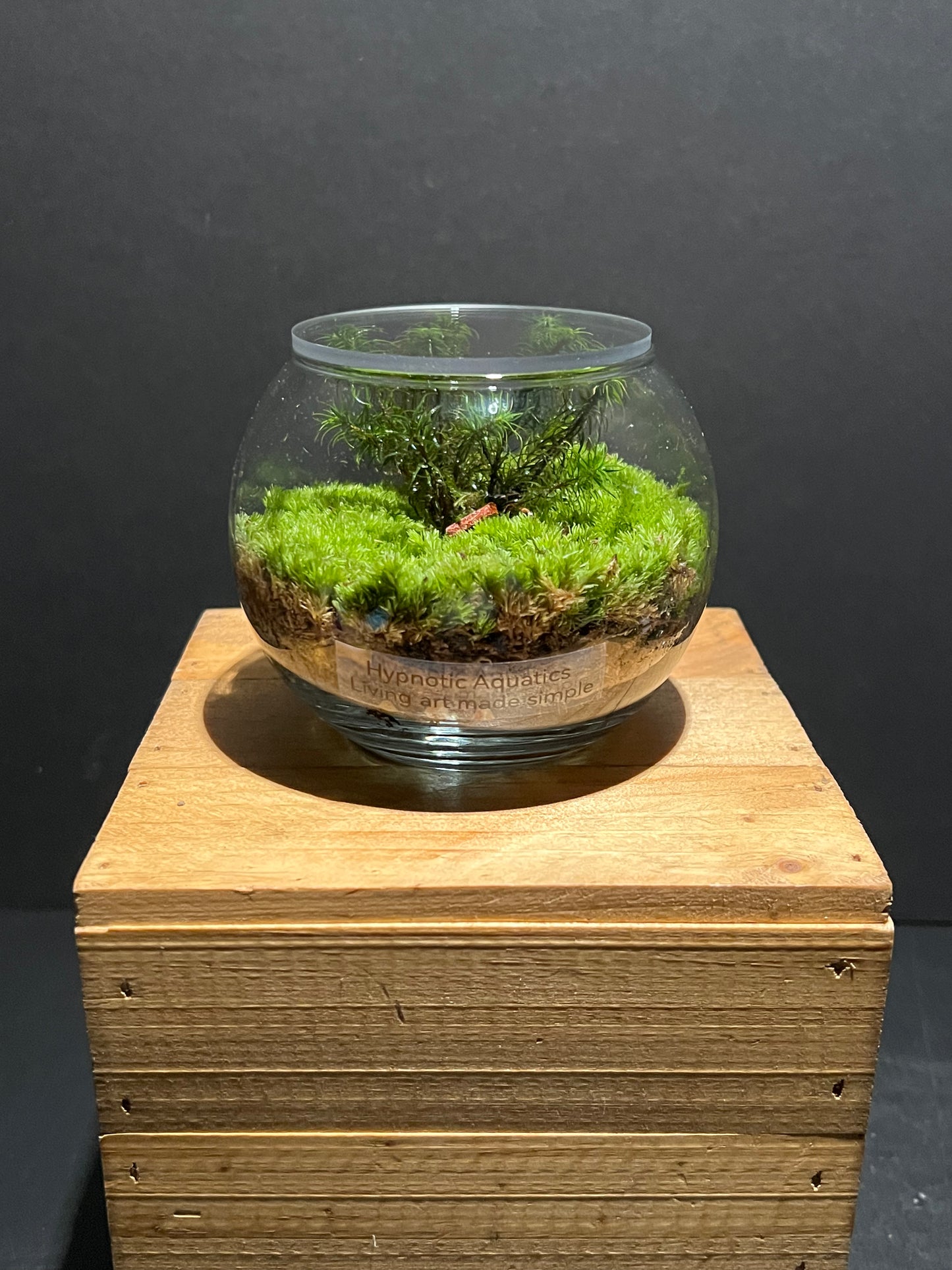Terrarium 224