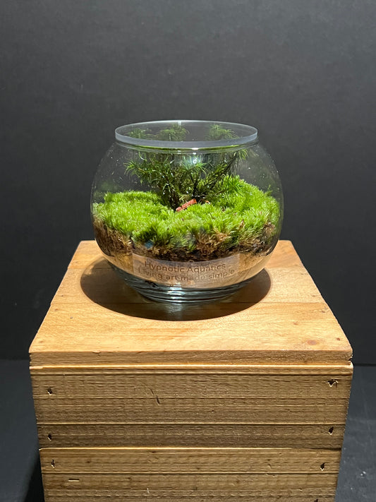 Terrarium 224