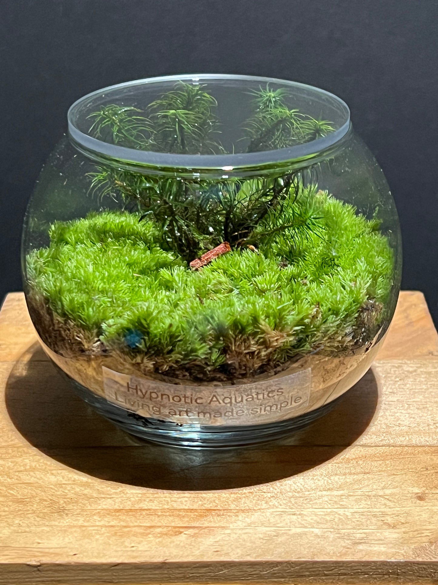 Terrarium 224