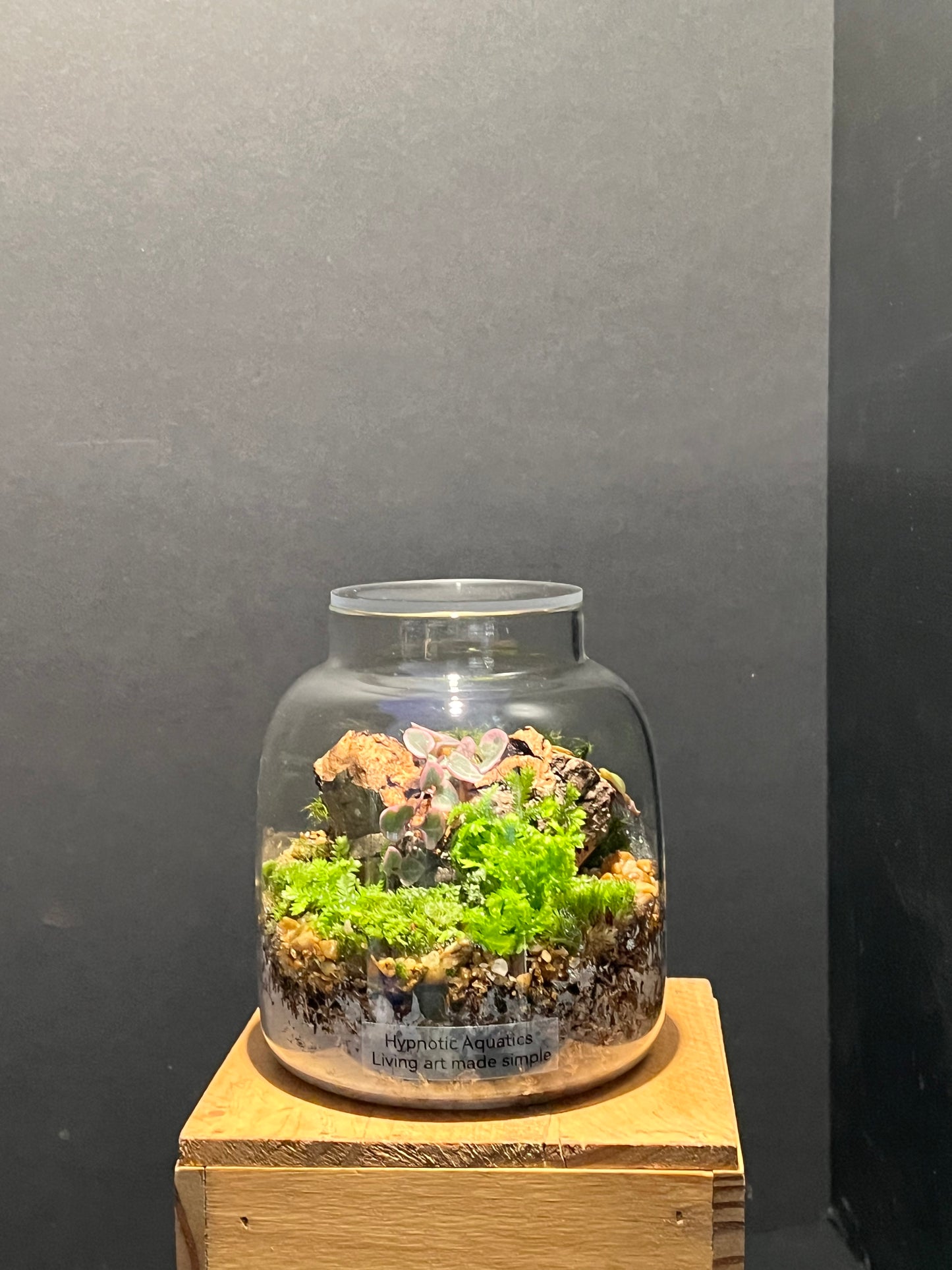 Terrarium 216