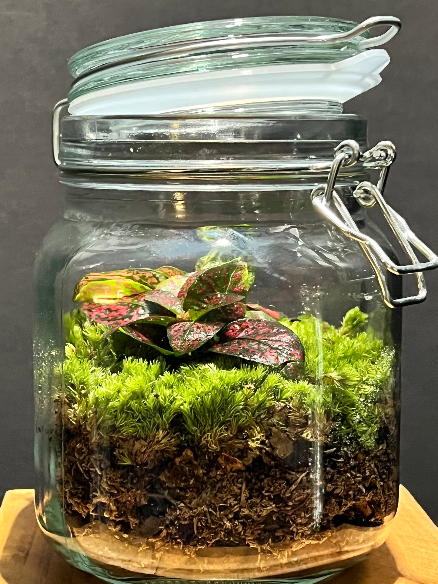 Terrarium 217