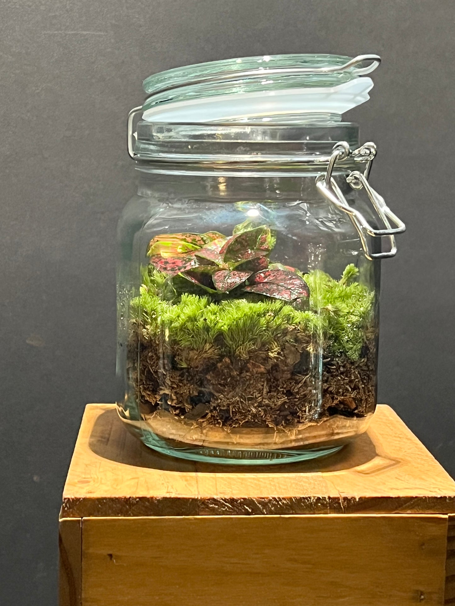 Terrarium 217