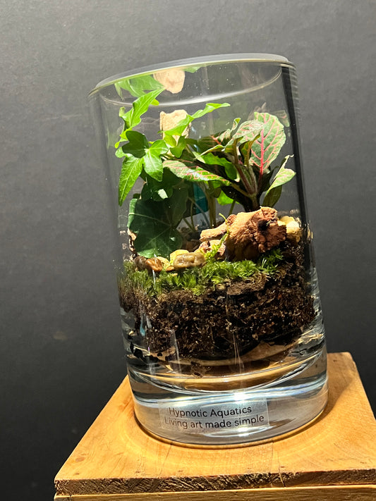Terrarium 218