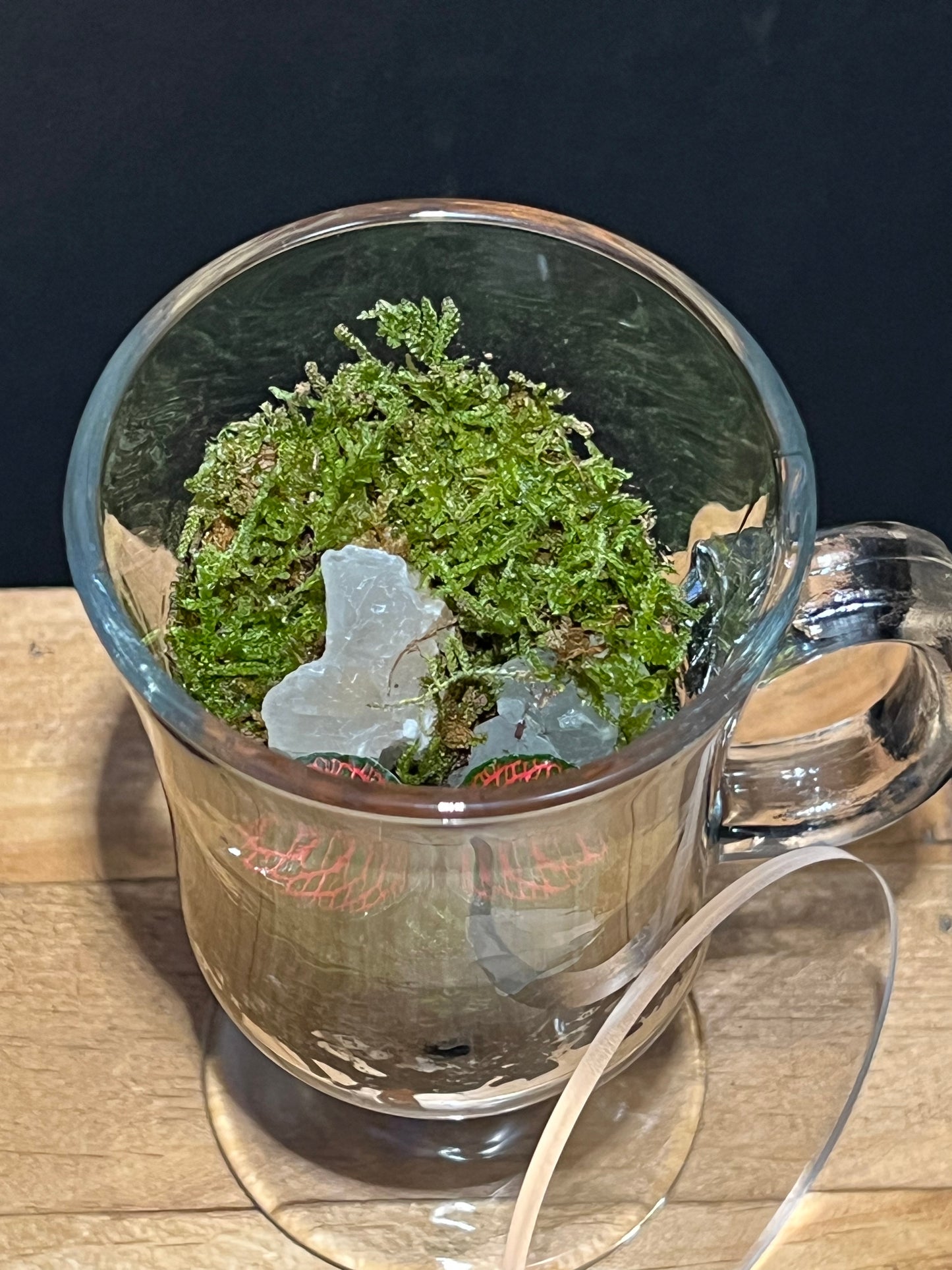 Terrarium 225