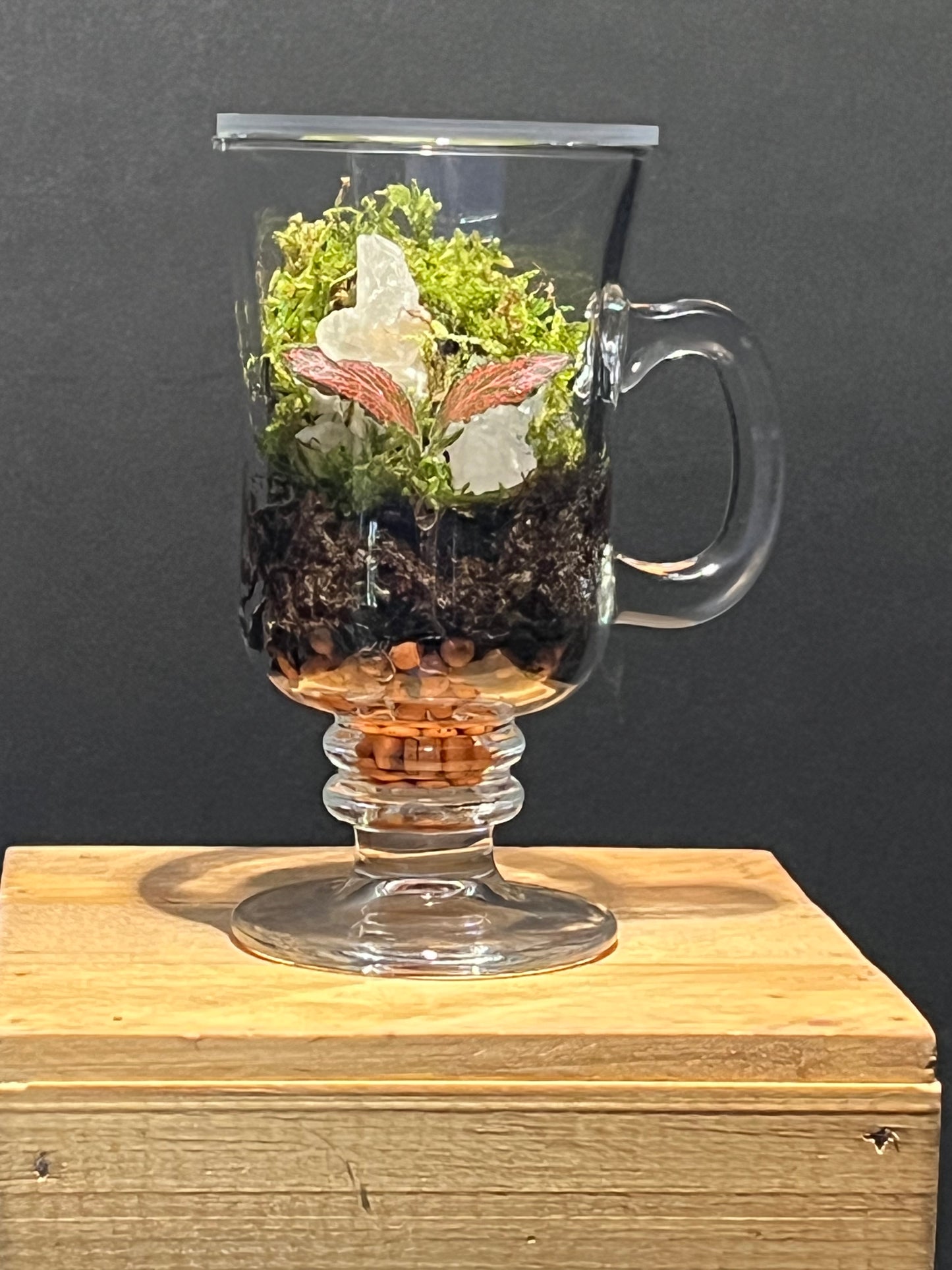 Terrarium 225